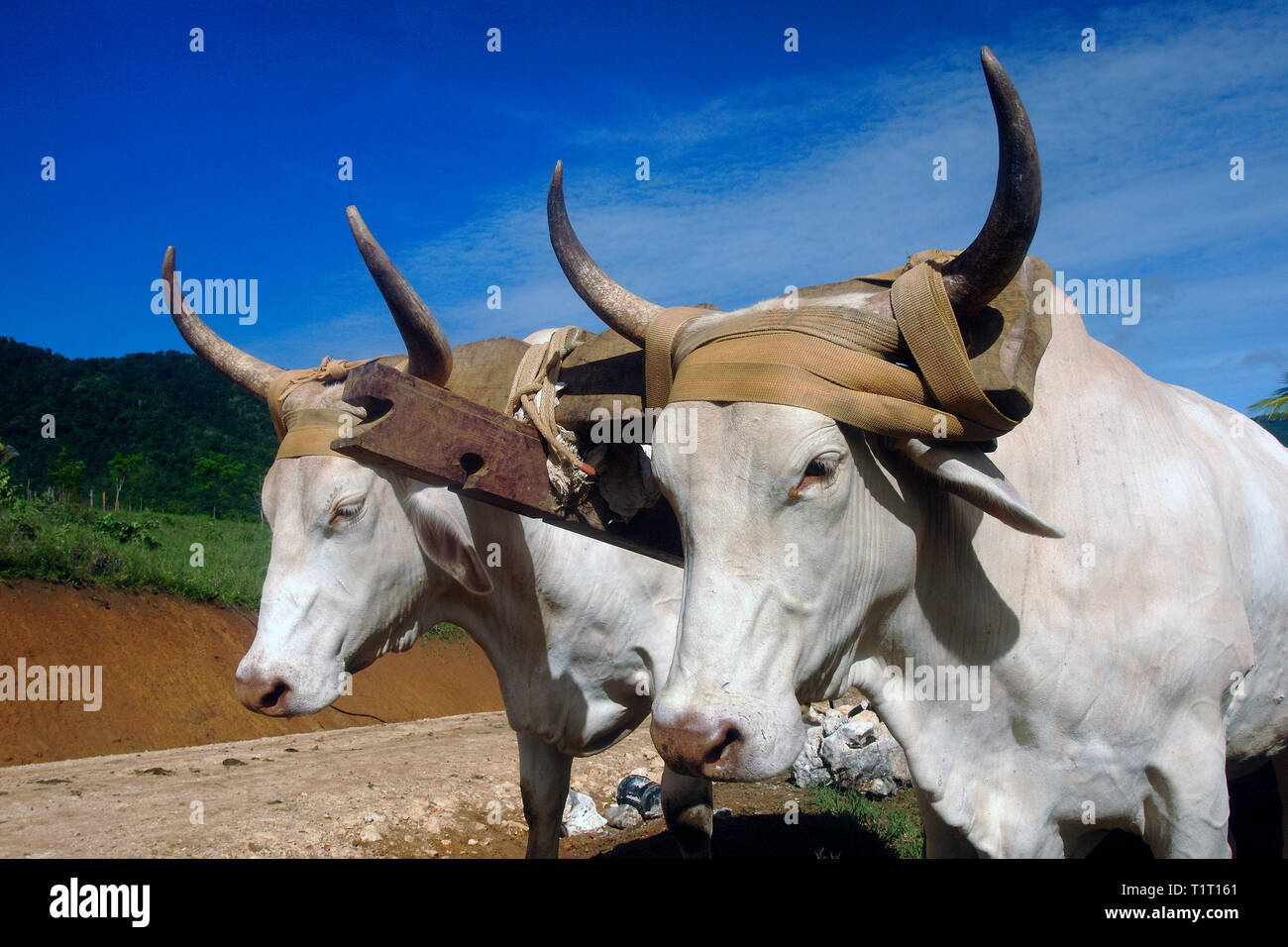 Ochsenkarren, Brahman Stiere bei Rincon de la Vieja Nationalpark, Costa Rica Stockfoto