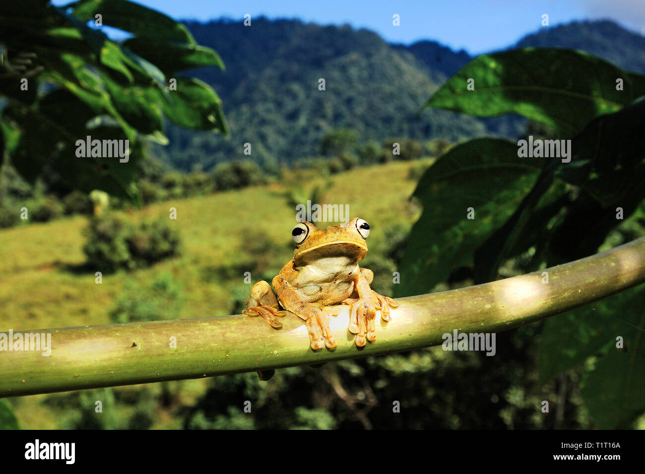 Gemeinsame tink Frosch oder dink Frosch (Eleutherodactylus diastema), Costa Rica Stockfoto