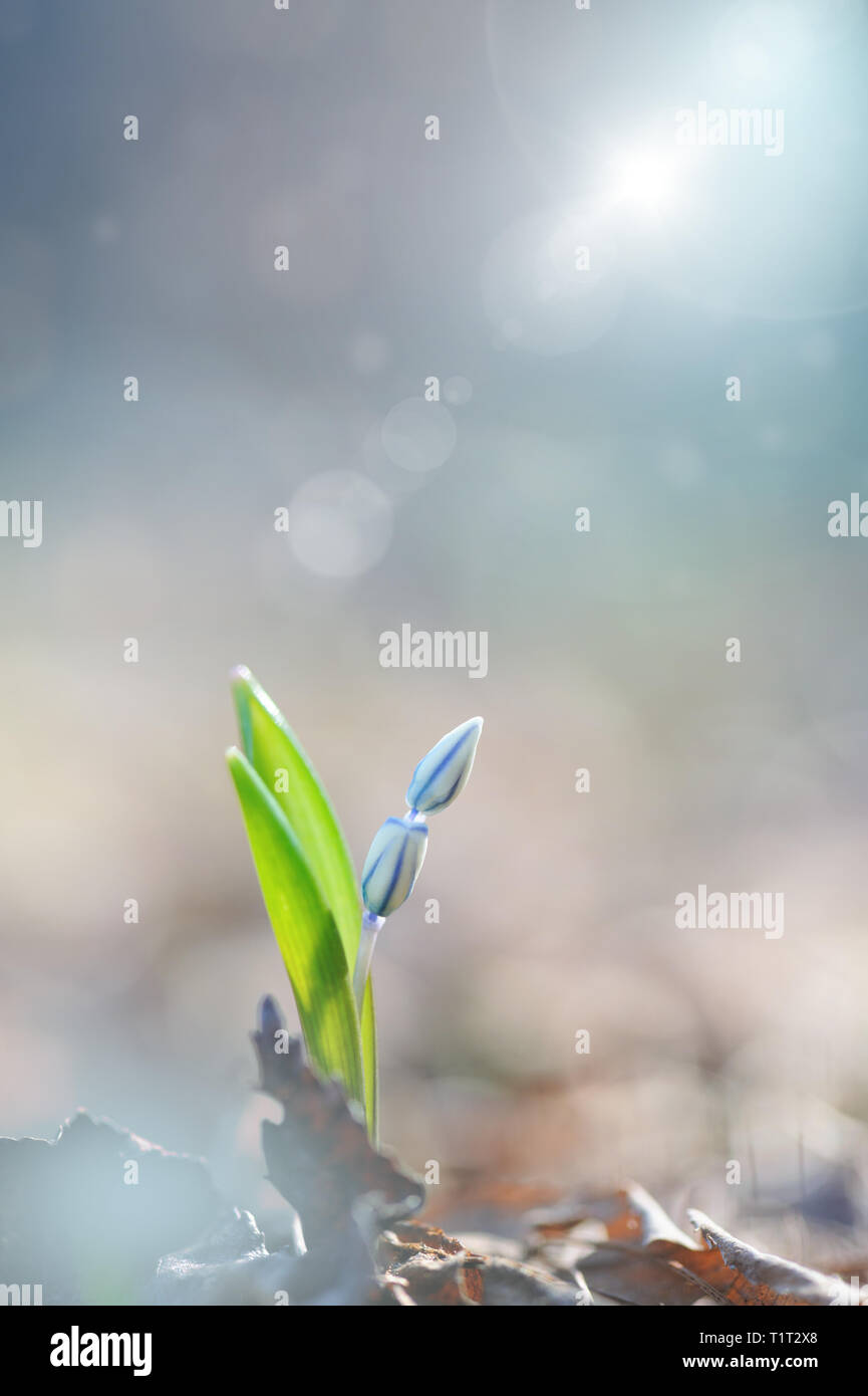 Herrlichkeit - von - die - Schnee, Scilla luciliae-, wachsende im frühen Frühjahr Stockfoto