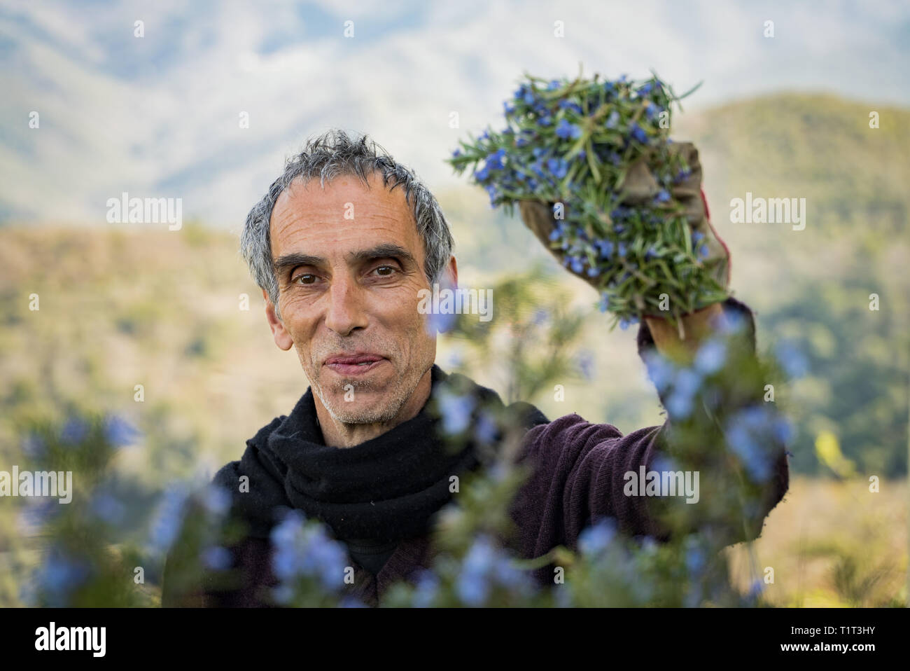 Sammeln Rosmarin für die Herstellung von Parfum Essenzen in den Alpen. Die italienischen Mann schneidet Rosmarin im Norden von Italien, mit Garten Schere. Stockfoto