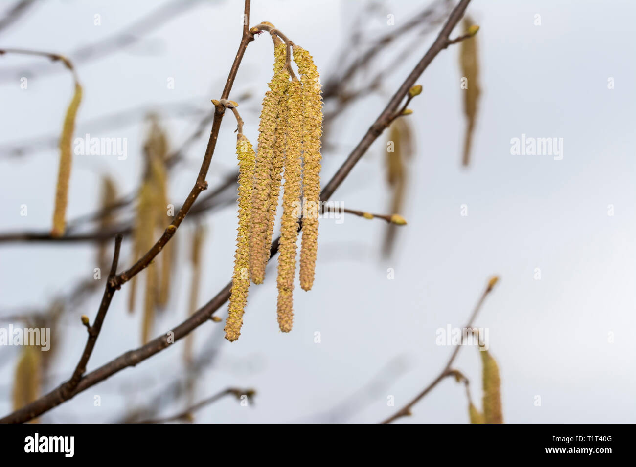 Gelbe Blume der Haselnuß oder Corylus Anlage Stockfoto