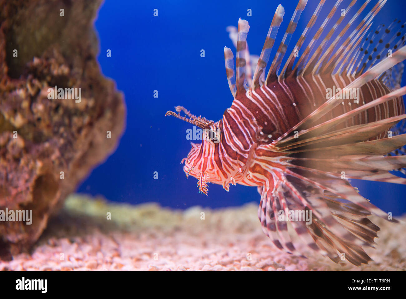 Lionfish-Zebra oder Zebrafisch, oder gestreifter Feuerfisch lat. Pterois volitans ist ein Fisch Stockfoto