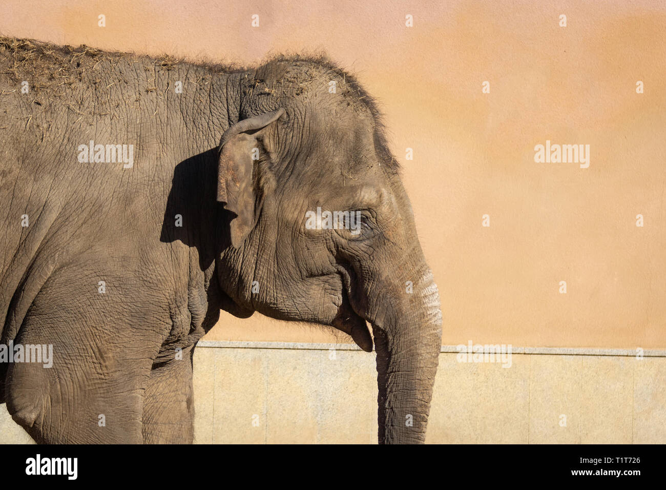 Porträt eines kleinen Elefanten im Zoo auf der Straße Stockfoto