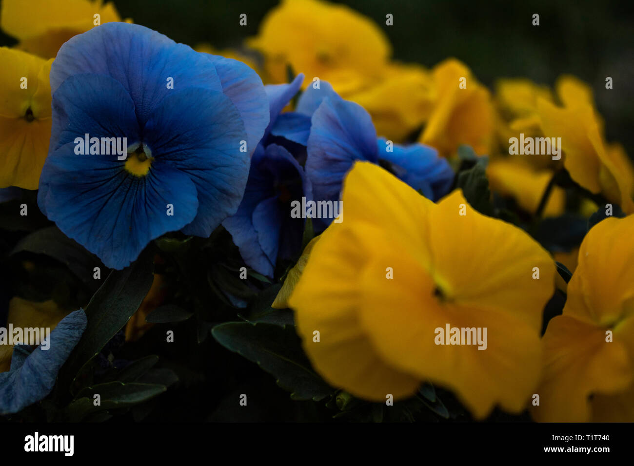 Tag und Nacht Blumen Stockfoto