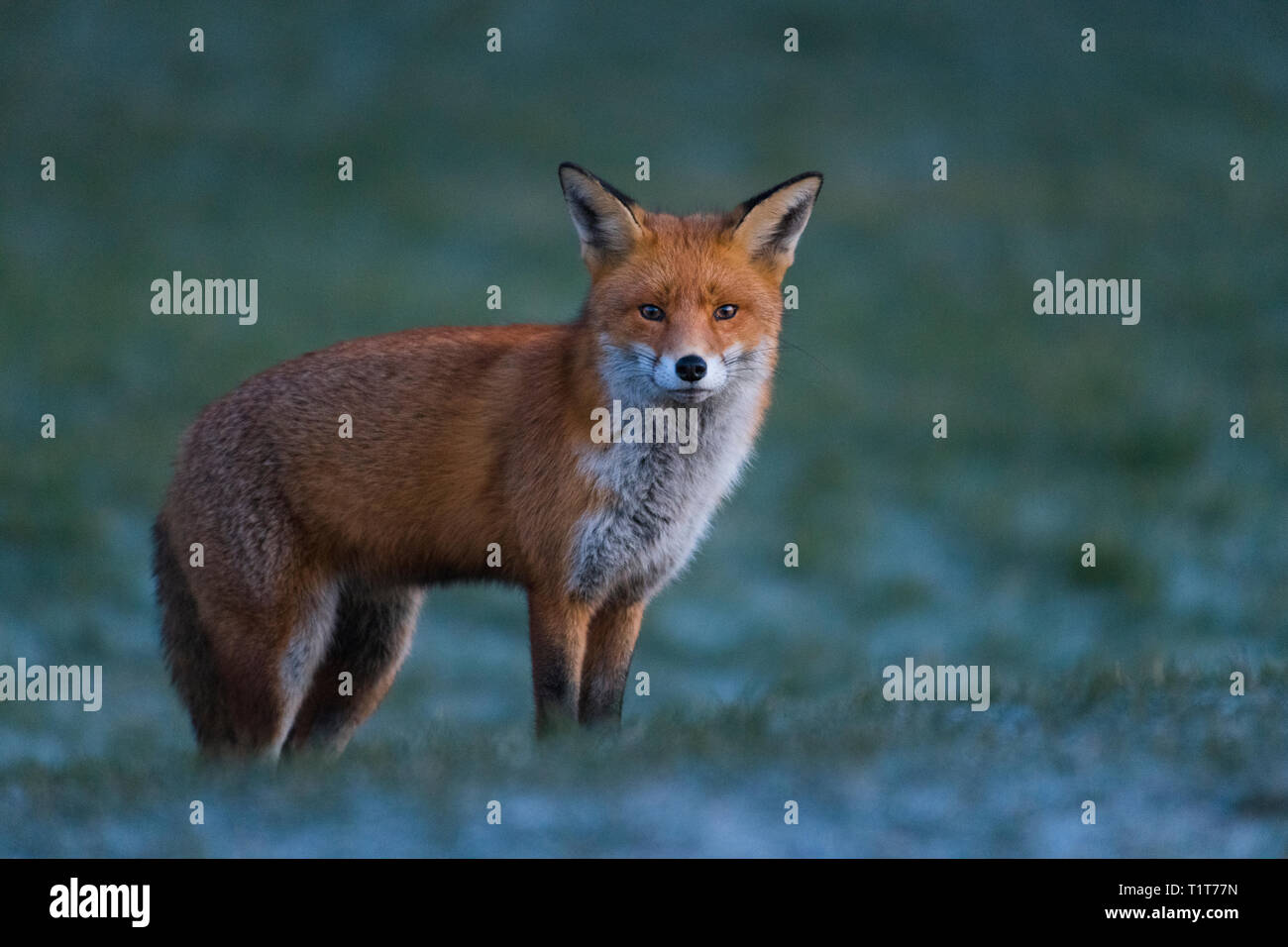 Sonnenaufgang an der nordöstlichen Küste in Großbritannien mit einer Europäischen Red Fox auf der Suche nach seiner ersten Mahlzeit des Tages in einer kalten, frostigen Wintermorgen. Stockfoto
