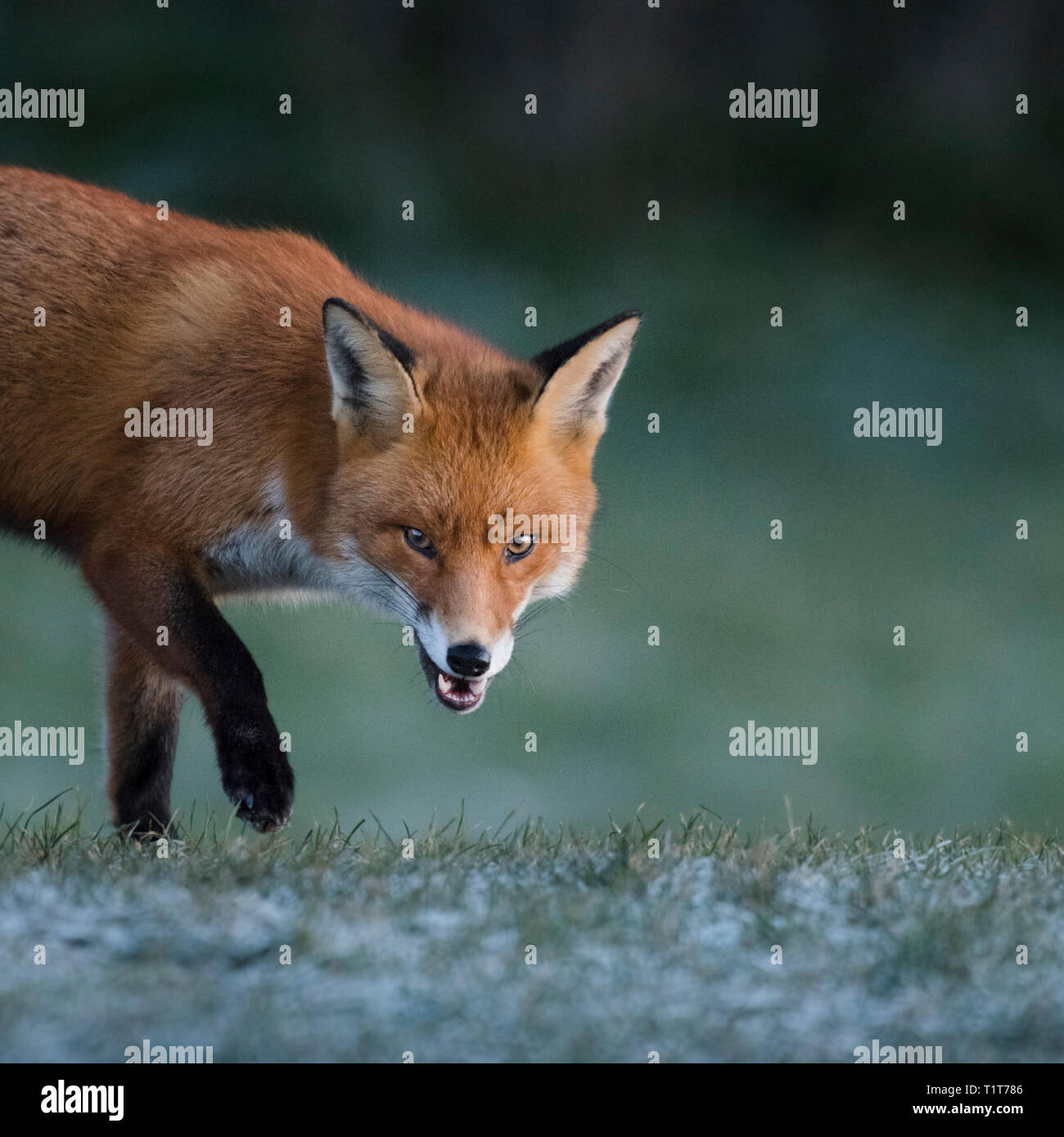 Sonnenaufgang an der nordöstlichen Küste in Großbritannien mit einer Europäischen Red Fox auf der Suche nach seiner ersten Mahlzeit des Tages in einer kalten, frostigen Wintermorgen. Stockfoto