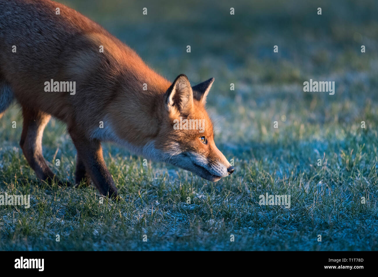 Sonnenaufgang an der nordöstlichen Küste in Großbritannien mit einer Europäischen Red Fox auf der Suche nach seiner ersten Mahlzeit des Tages in einer kalten, frostigen Wintermorgen. Stockfoto