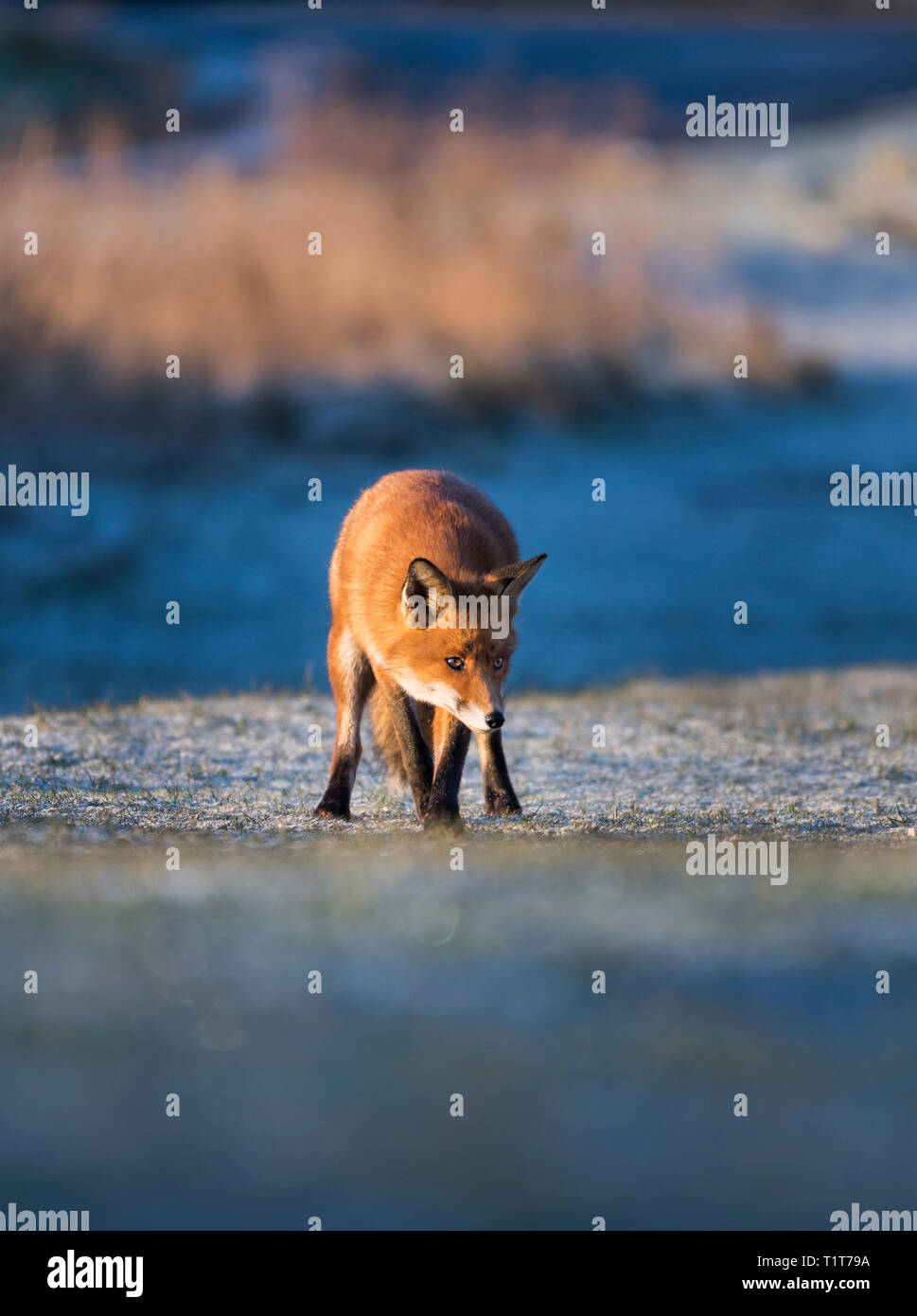 Sonnenaufgang an der nordöstlichen Küste in Großbritannien mit einer Europäischen Red Fox auf der Suche nach seiner ersten Mahlzeit des Tages in einer kalten, frostigen Wintermorgen. Stockfoto