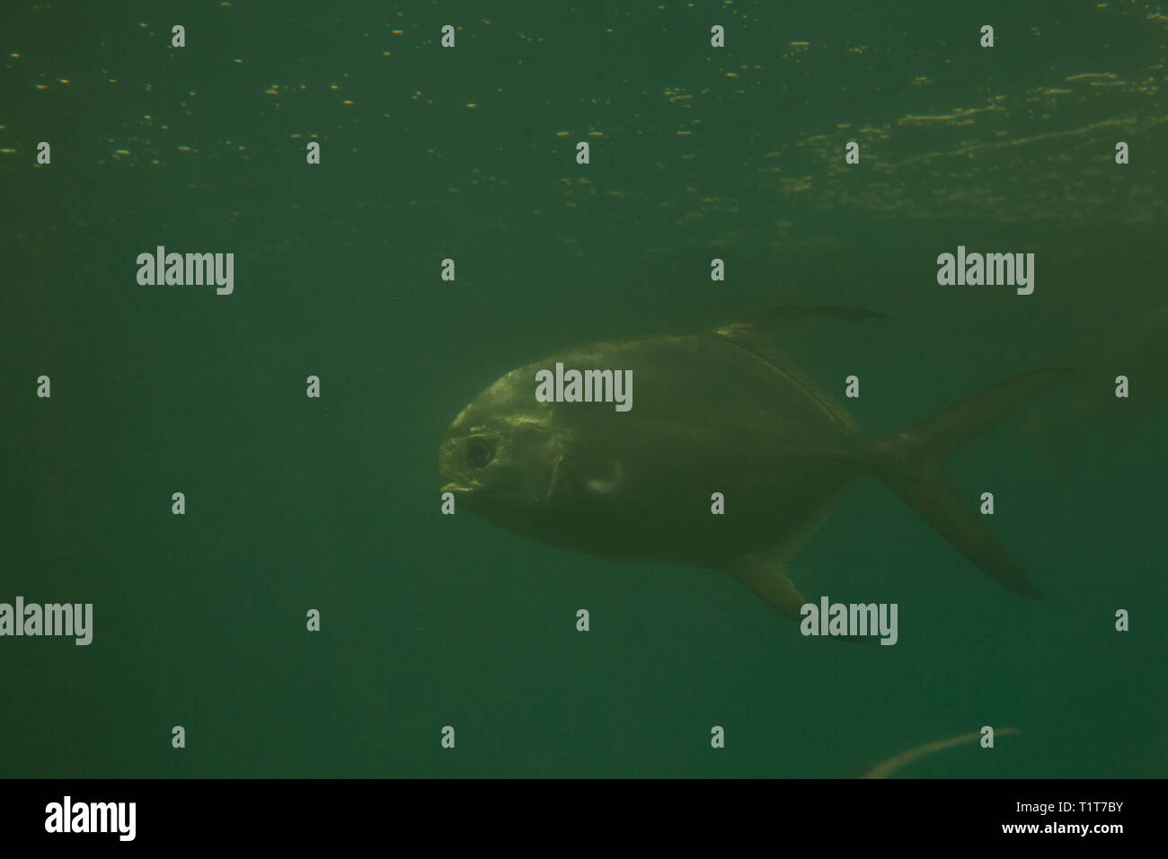 Red piranha Serrasalmus nattereri Schwimmen unter Wasser in unruhigen Gewässern Stockfoto