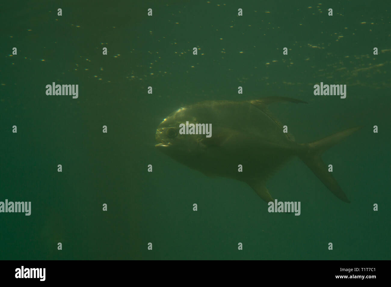 Red piranha Serrasalmus nattereri Schwimmen unter Wasser in unruhigen Gewässern Stockfoto