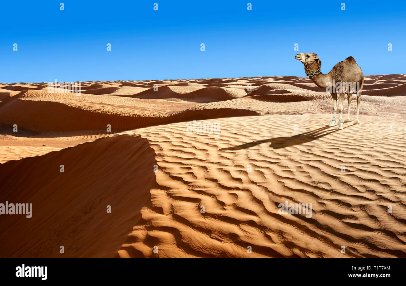 Die Sahara Wüste Sanddünen des Erg Oriental in der Nähe der Oasis von Ksar Ghilane, Tunesien, Afrika Stockfoto