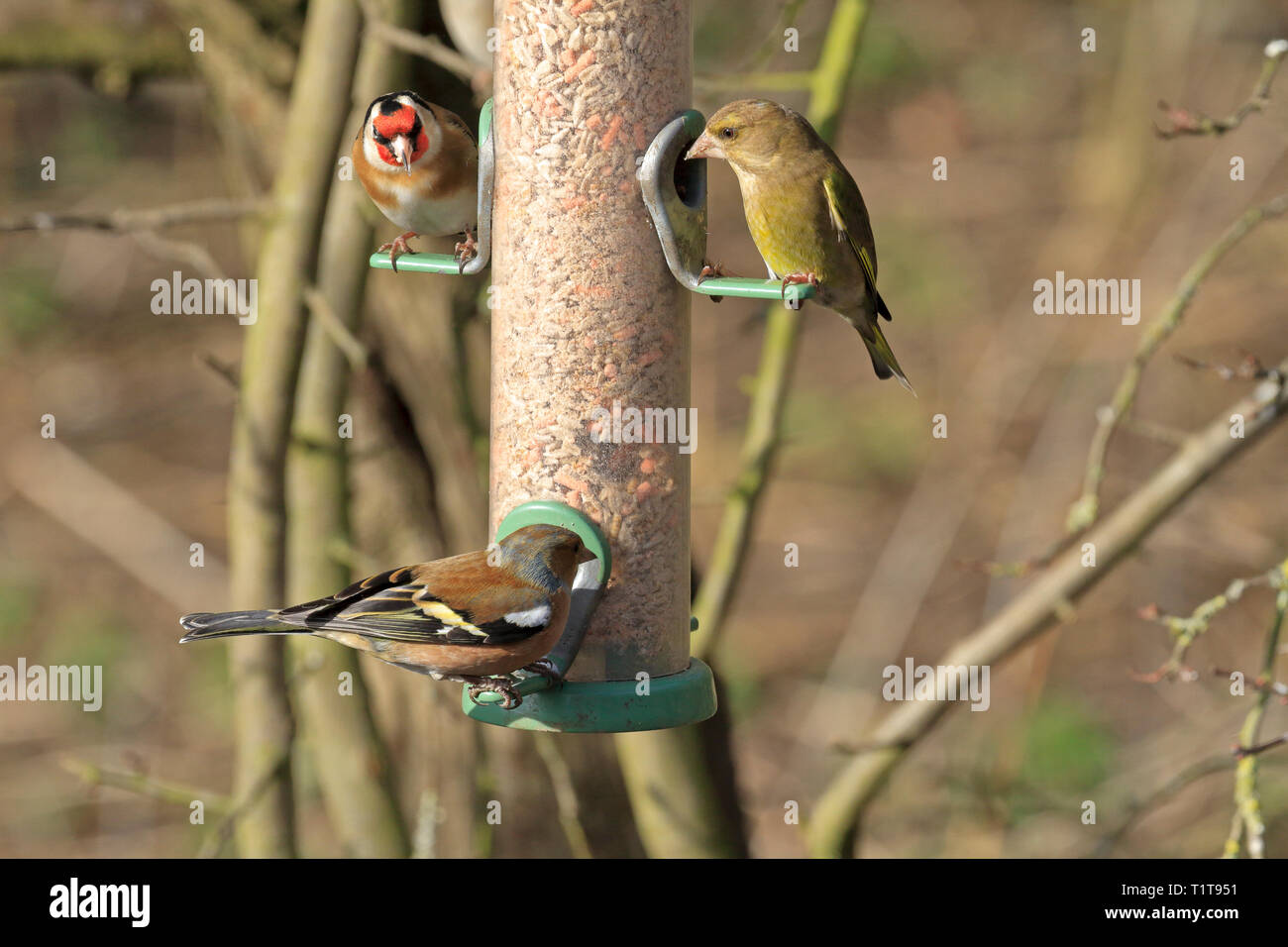Grünfink, Carduelis Carduelis chloris Stieglitz, carduel und Buchfink, Fringilla coelebs bei RSPB Reservat Fairburn, West Yorkshire, England. Stockfoto