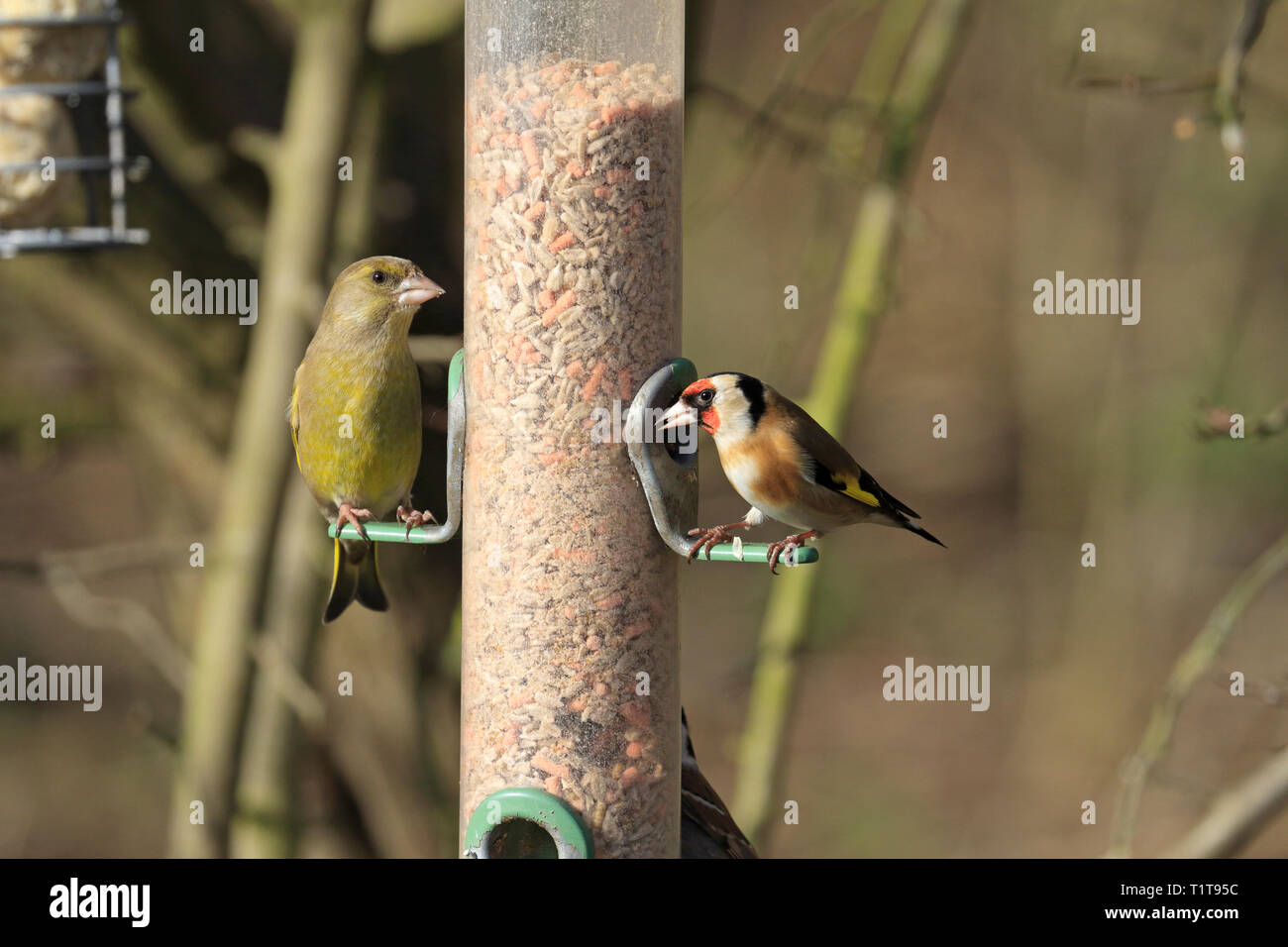 Männliche, grünfink Carduelis chloris und männlichen Stieglitz, Carduelis carduelis auf Bird Feeder, RSPB Fairburn, Castleford, West Yorkshire, England, Großbritannien Stockfoto