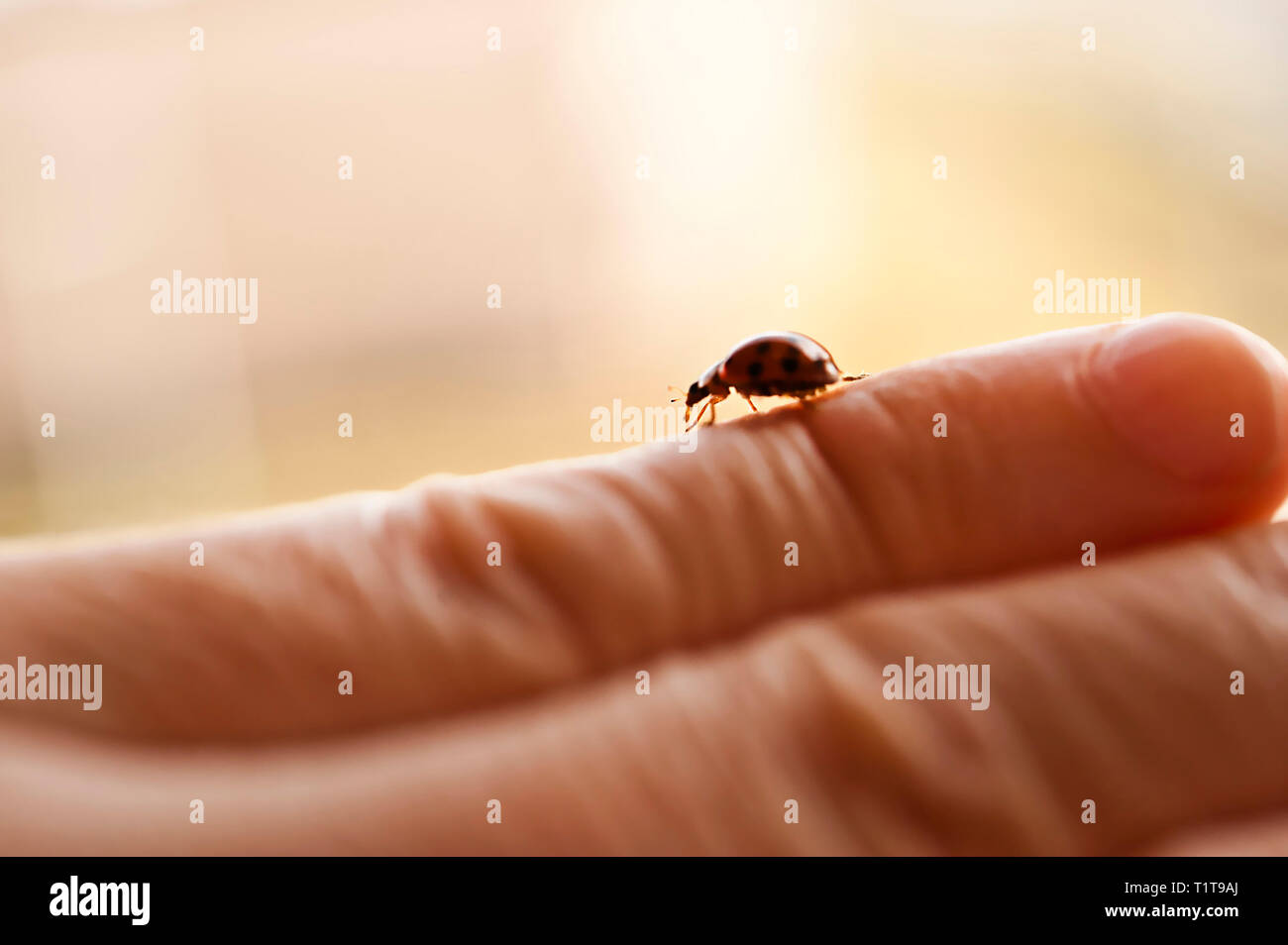 Marienkäfer auf einer Hand Stockfoto