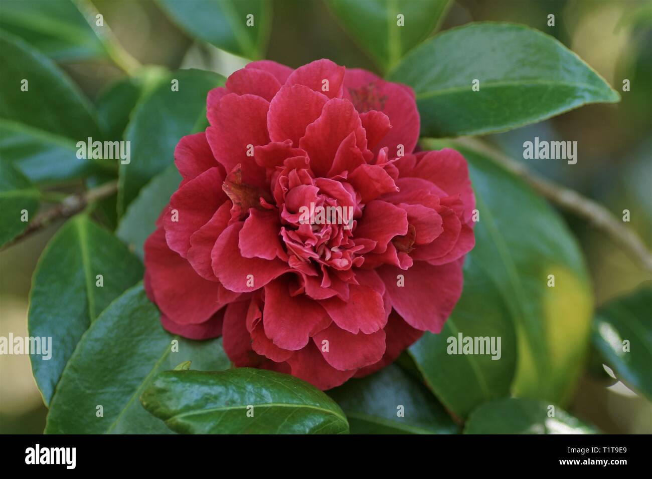 Camellia Japonica "JJ Whitfield" Stockfoto