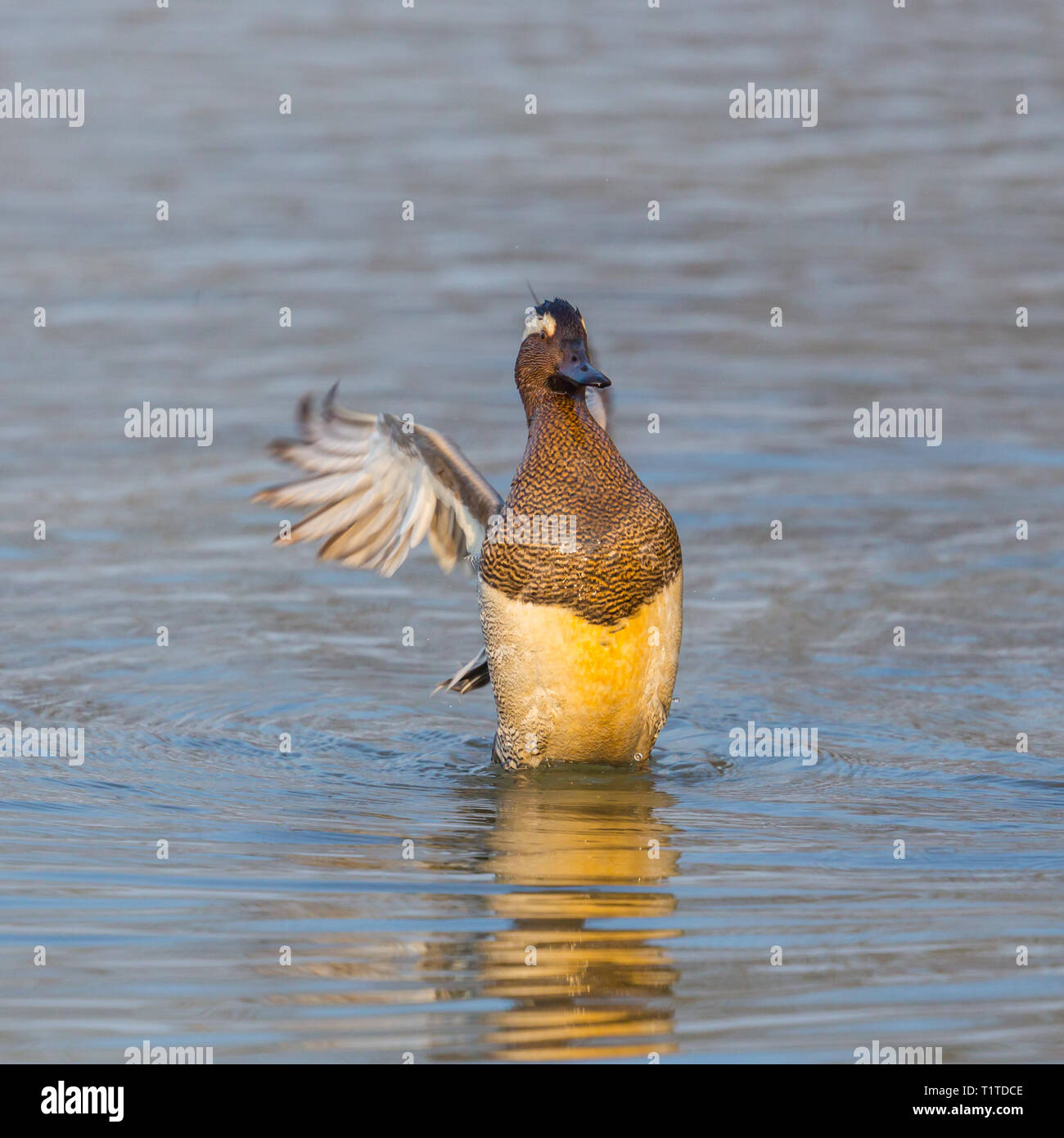 Natürliche männliche Krickente Ente (Anas querquedula) Schlagflügel in Wasser Stockfoto