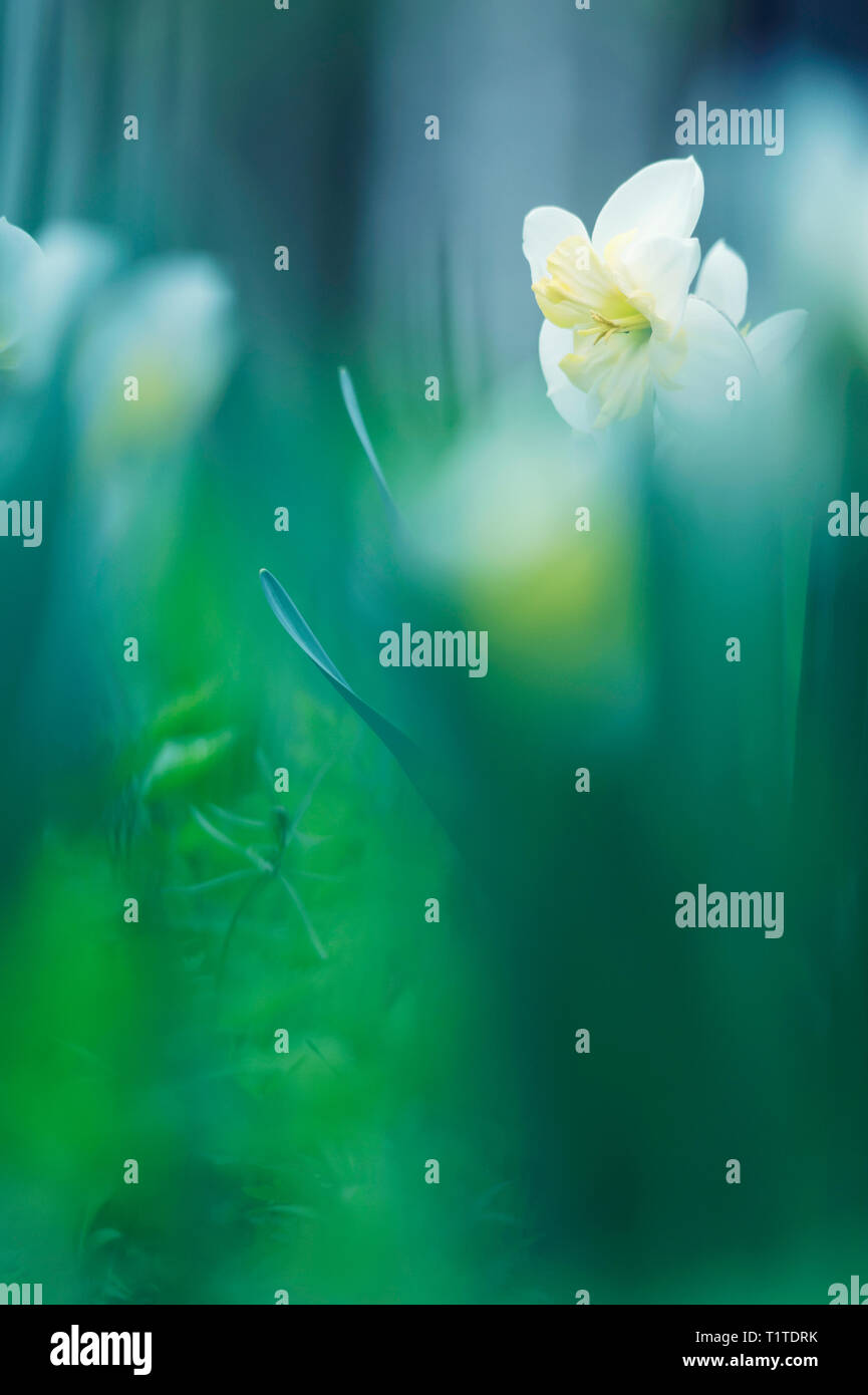 Narzisse Blumen auf einer Wiese im Frühling. Stockfoto