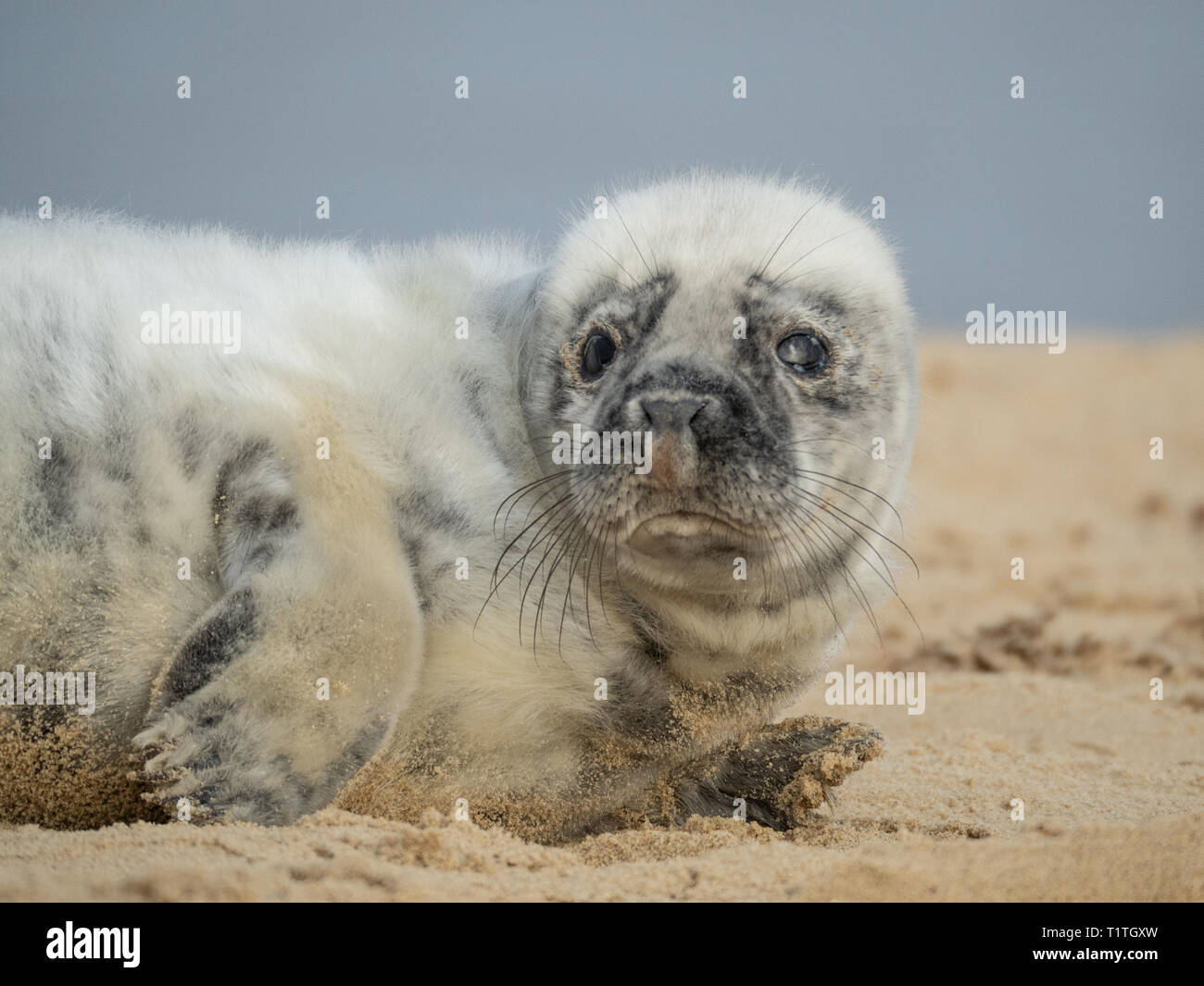 Eine einzelne junge kegelrobbe Cub sehen sehr niedlich auf dem Sand in Norfolk Stockfoto