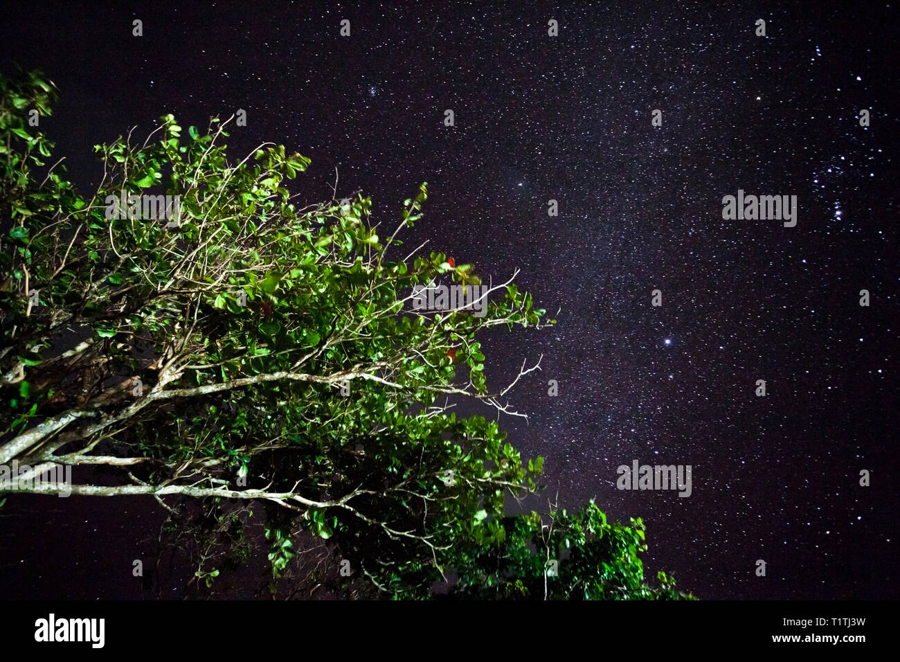 Bäume gegen den Nachthimmel in den Philippinen. Natur Hintergrund Stockfoto