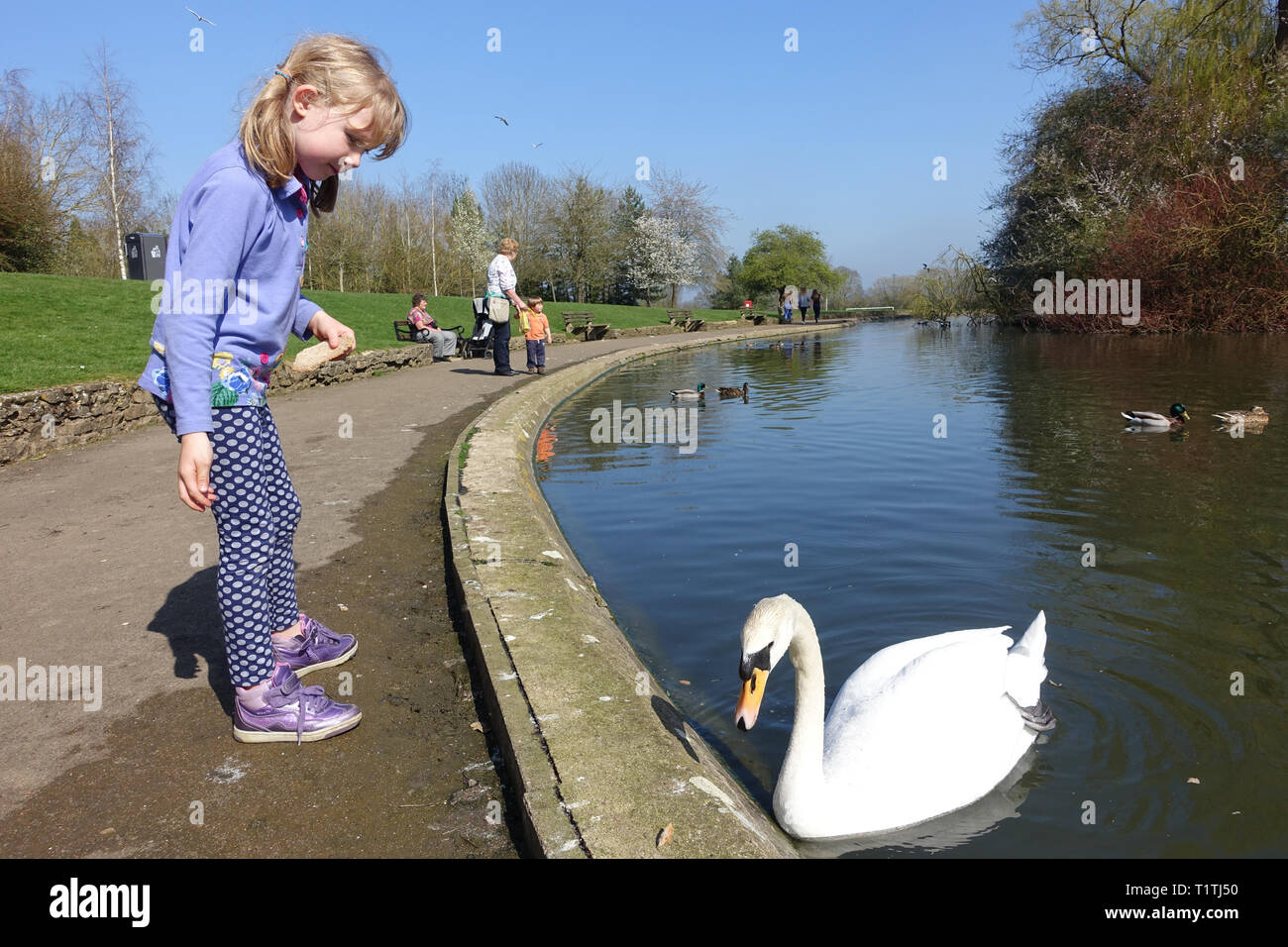Kleine Mädchen die Fütterung der Enten von einem Teich Stockfoto