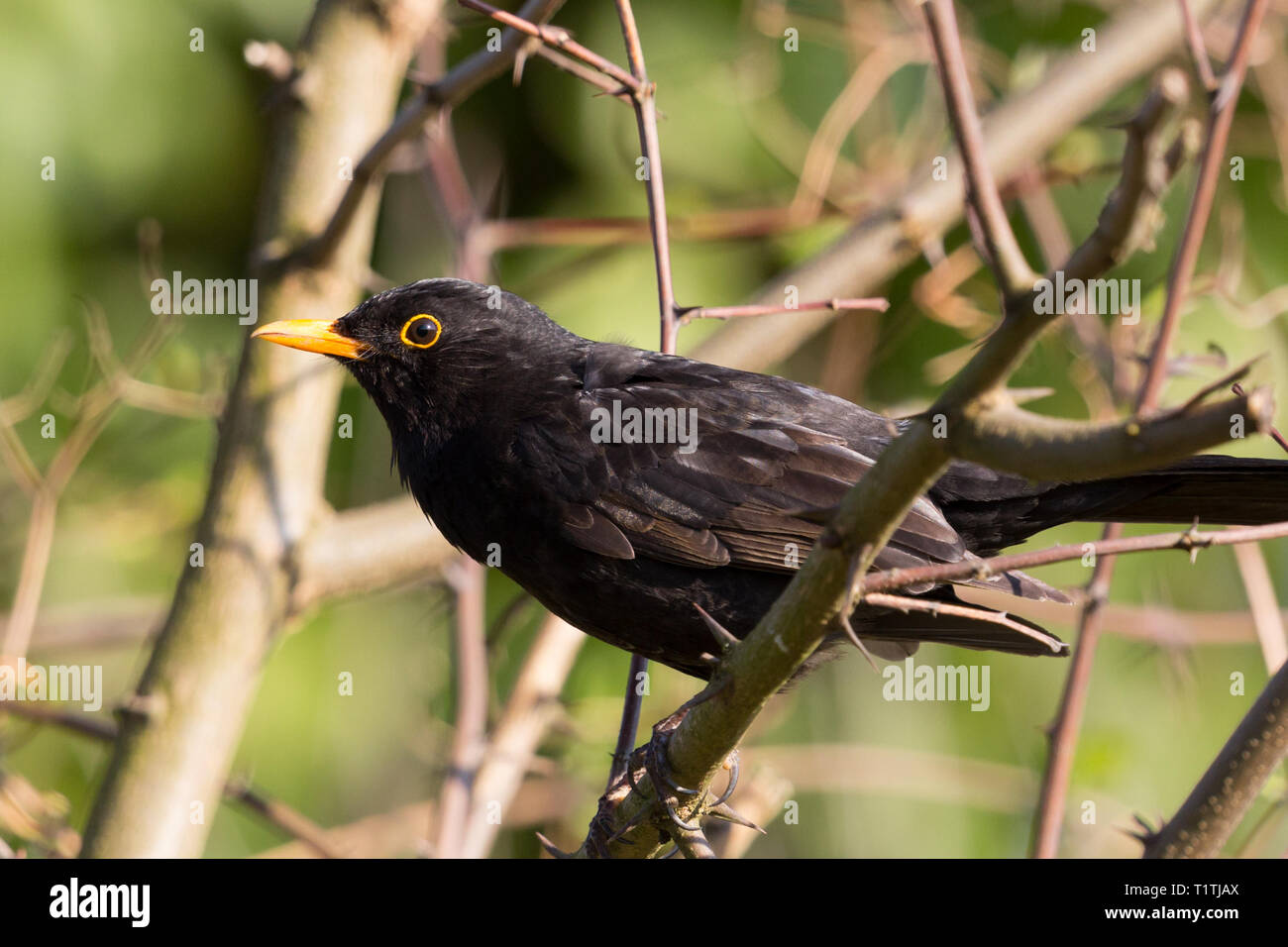 Natürliche Seite anzeigen Portrait männliche Amsel (Turdus merula), Äste Stockfoto
