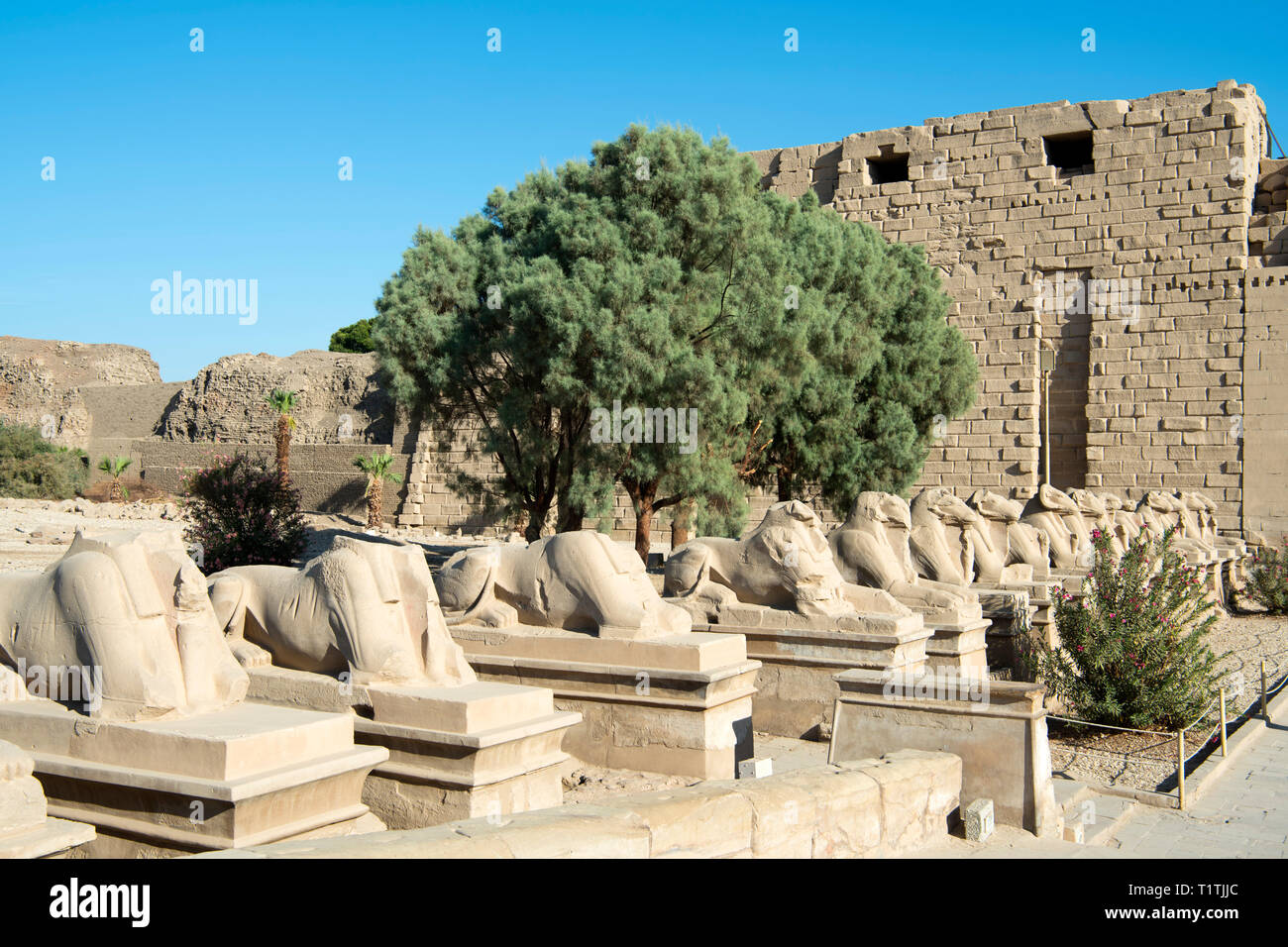 Ägypten, Luxor, Karnak-Tempel, Widdersphingen vor dem Firma WPS medienservice des ersten Pylons, westlicher Eingang zur Tempelanlage Stockfoto