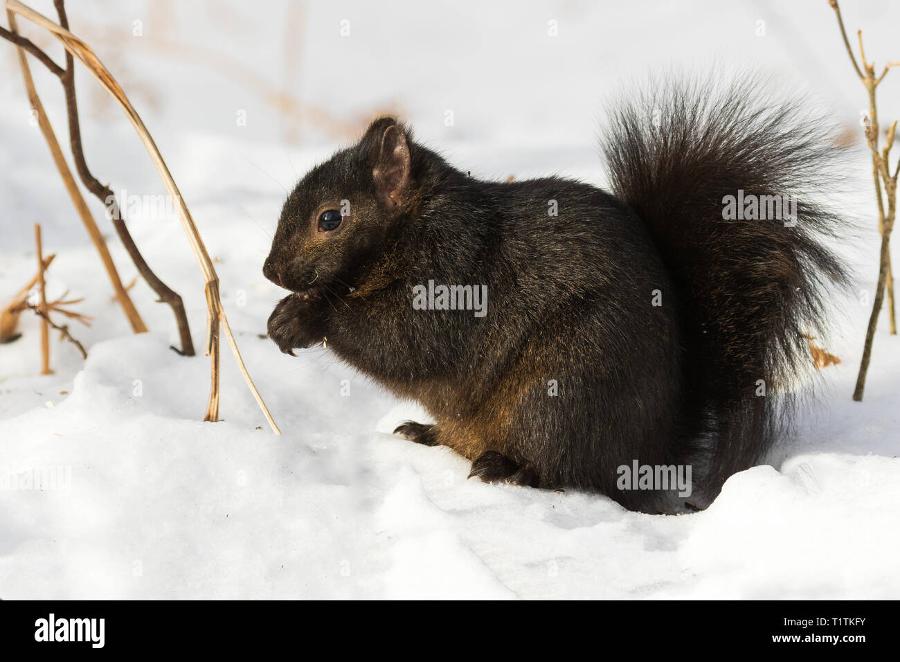 Östlichen grauen Eichhörnchen - dunkle Farbe morph Stockfoto