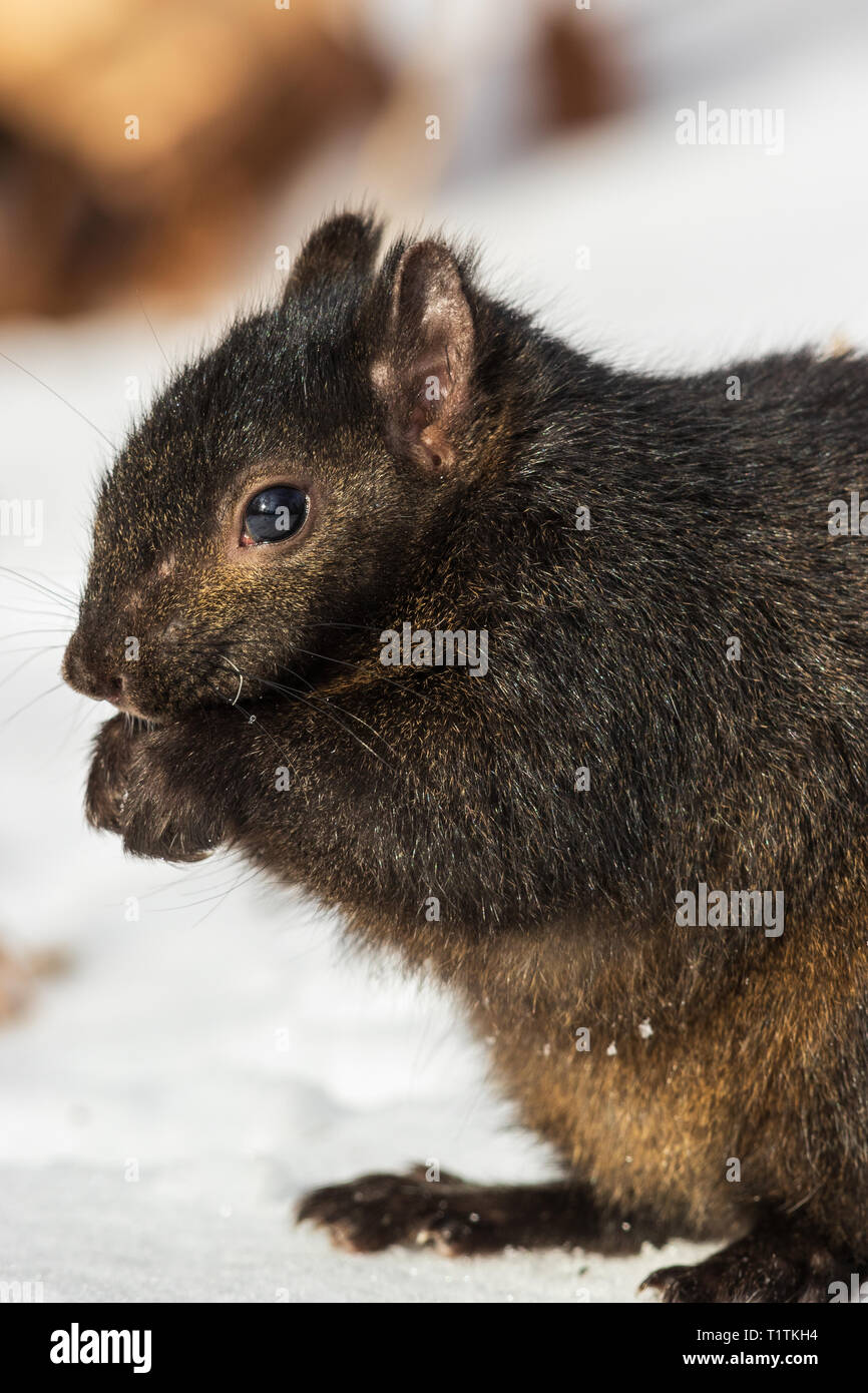 Östlichen grauen Eichhörnchen - dunkle Farbe morph Stockfoto