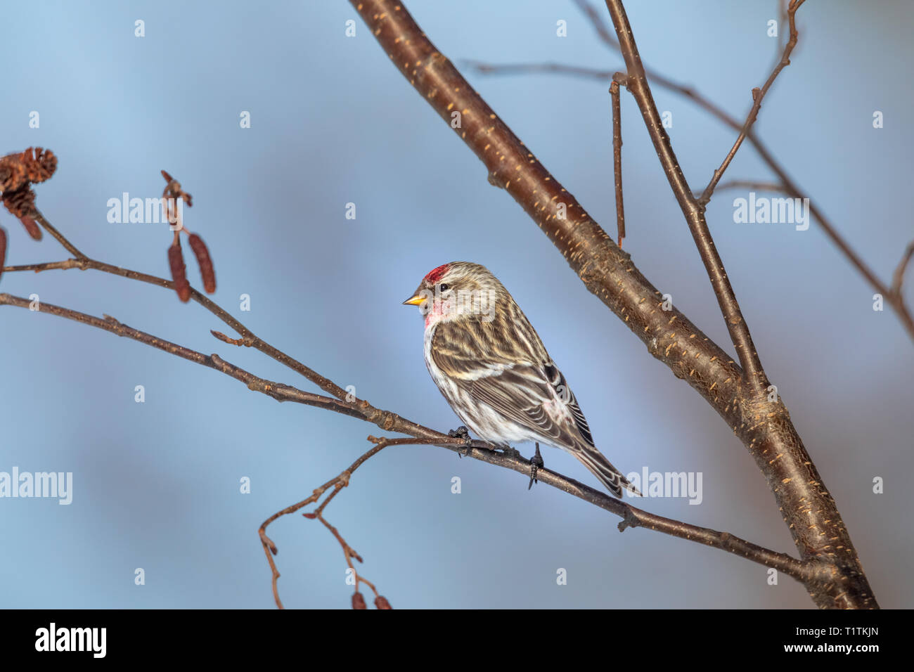 Common redpoll in einen gesprenkelten Erle thront. Stockfoto