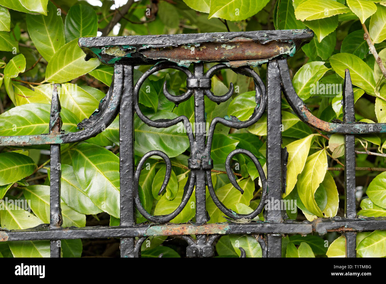 Nahaufnahme von rostigem Eisen Zaun mit dekorativen blättert, grüne Blätter im Hintergrund Stockfoto