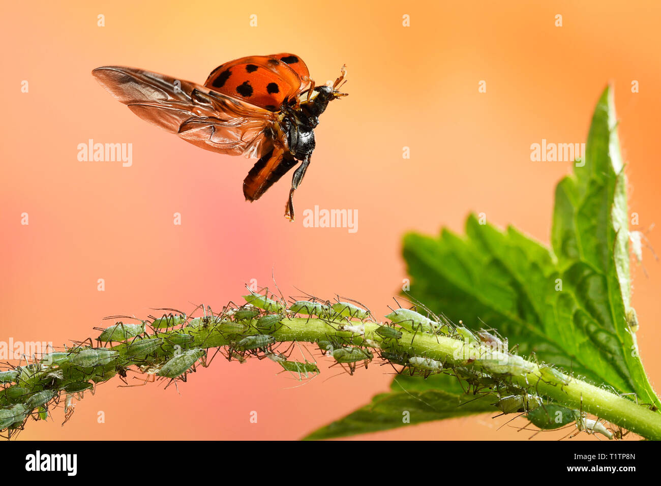 Asiatischer Marienkaefer (Harmonia axyridis), im Flug, Blattlaeuse ...