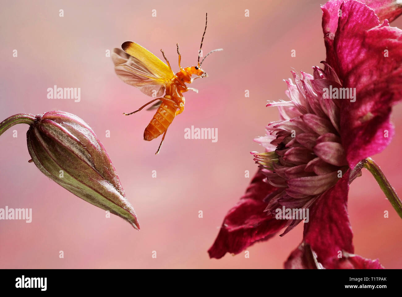 (Rhagonycha fulva Rotgelber Weichkaefer) Stockfoto