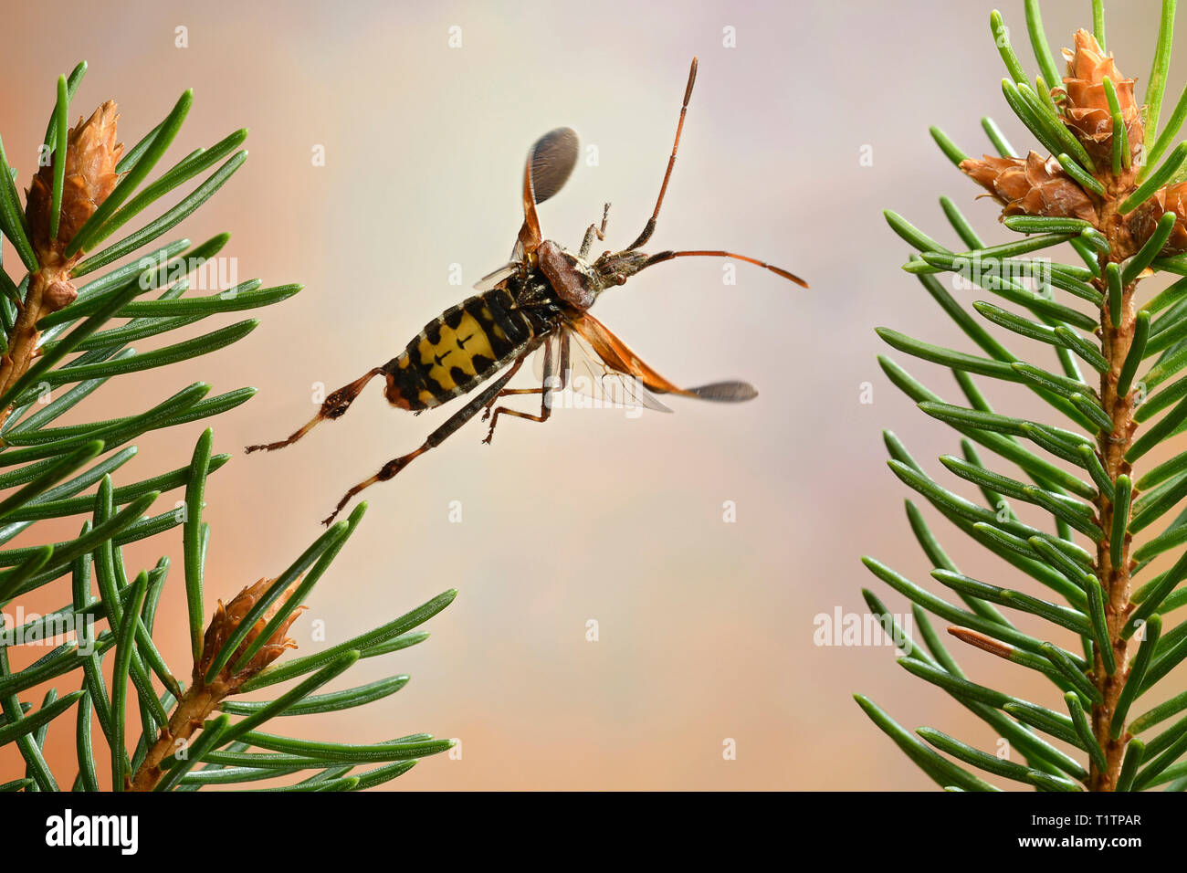 Amerikanische Zapfenwanze (Leptoglossus occidentalis) Stockfoto