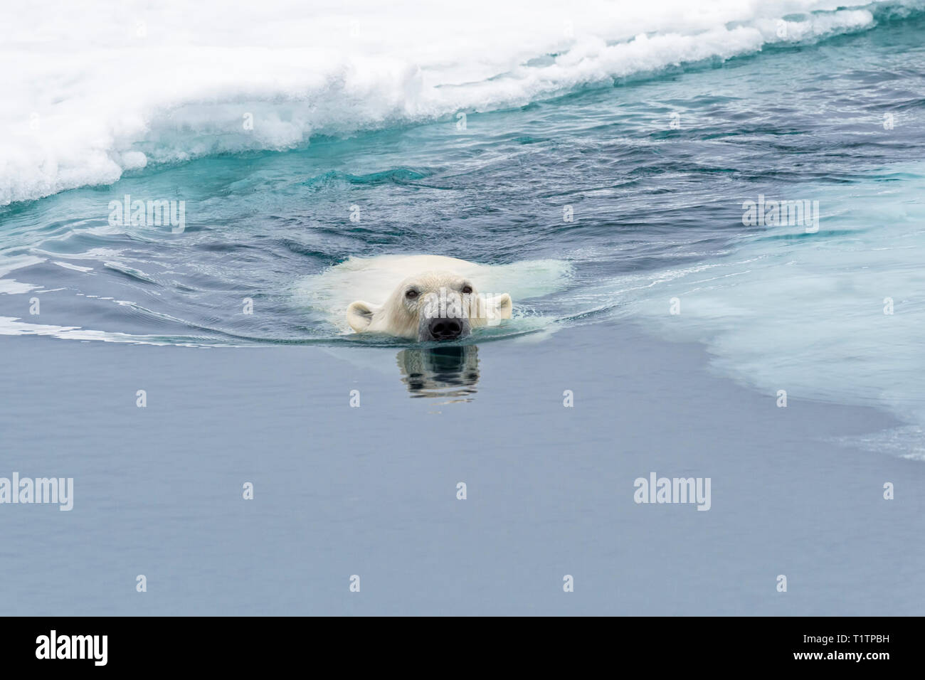 Eisbär (Ursus maritimus) Schwimmen durch Packeis, Svalbard, Norwegen Stockfoto