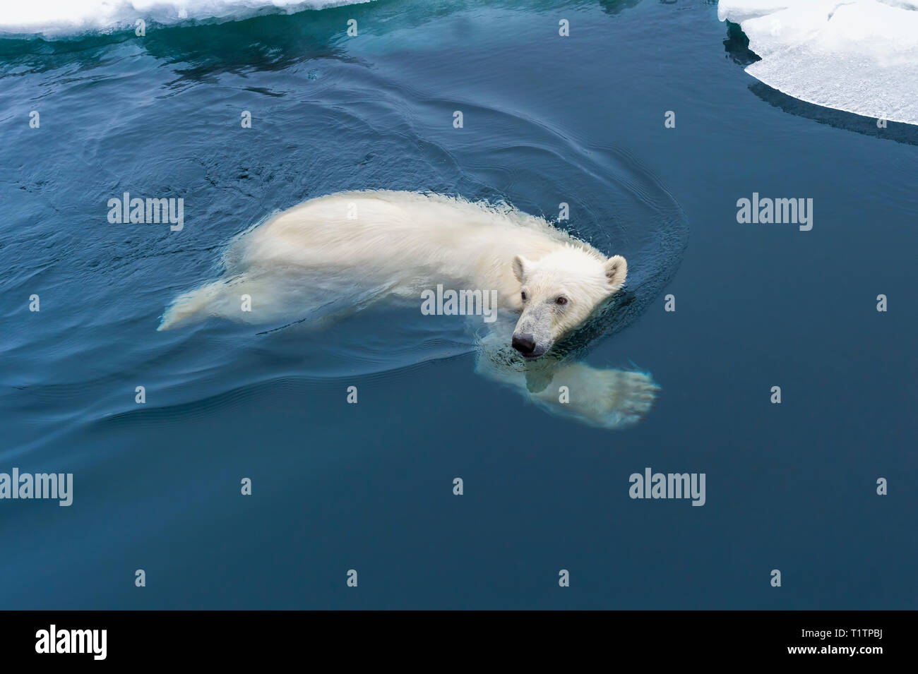 Eisbär (Ursus maritimus) Schwimmen durch Packeis, Svalbard, Norwegen Stockfoto