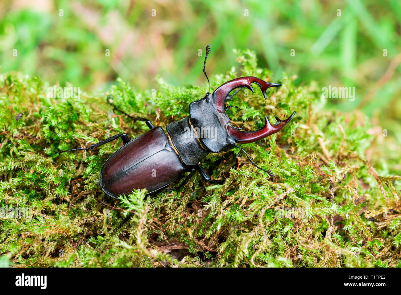 Hirschkäfer (Lucanus cervus, männlich) Stockfoto