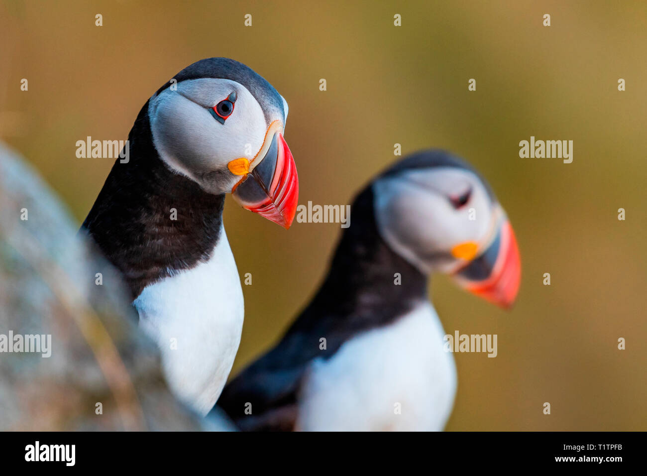 Papageitaucher (Fratercula Arctica) Stockfoto