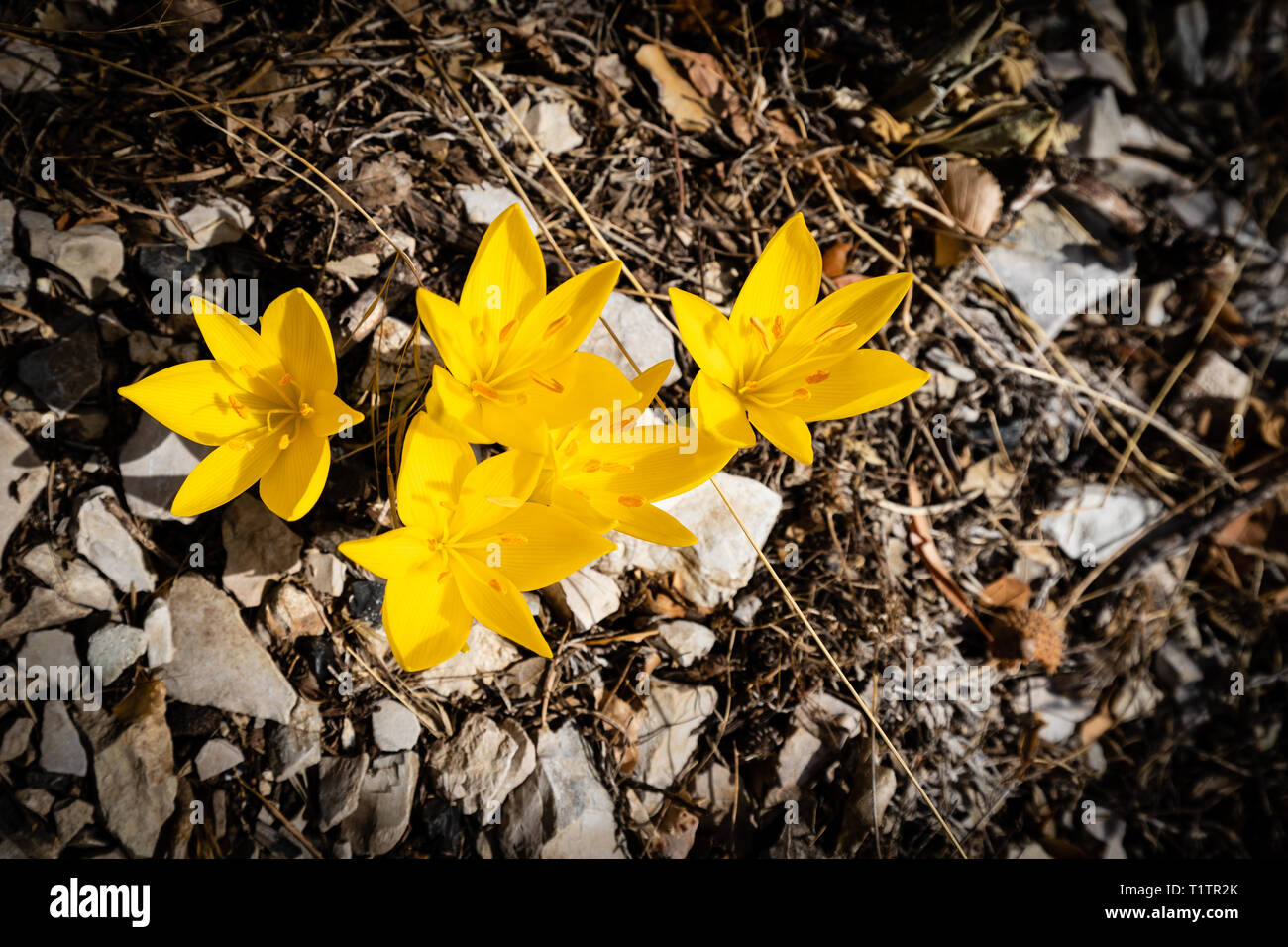 Gelbe Krokusse blühen in der Natur, in den Bergen, Norhern Timphi Griechenland Stockfoto