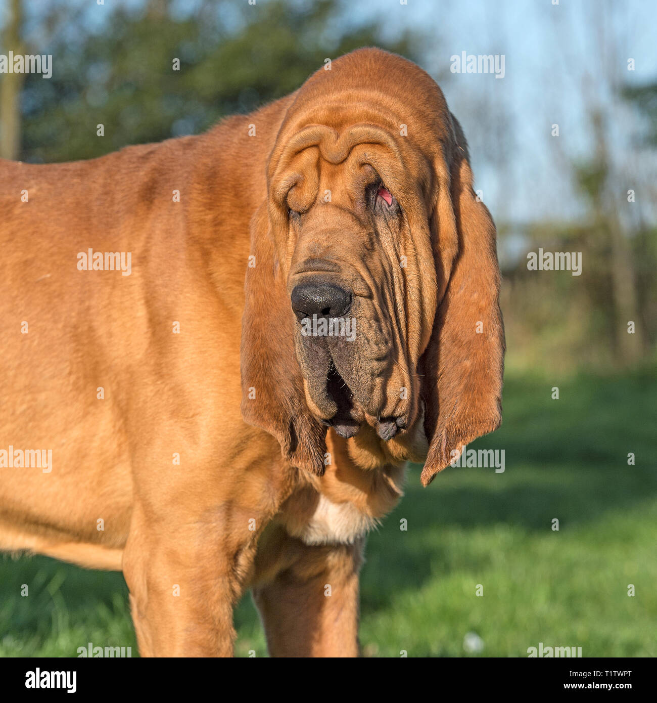 Bloodhound Stockfoto