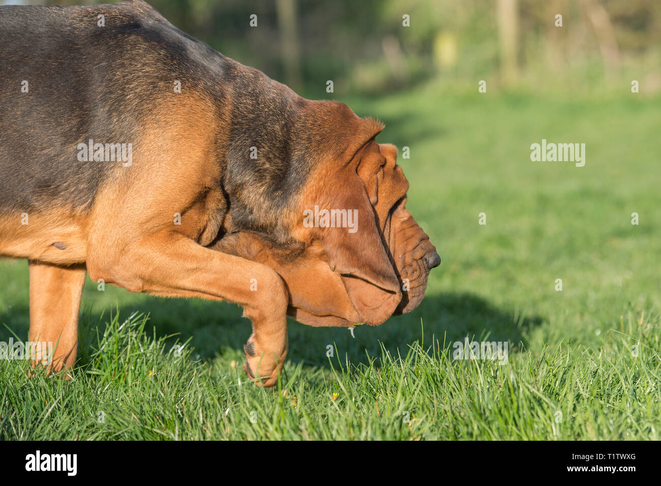 Bloodhound sniffer Spürhund Stockfoto