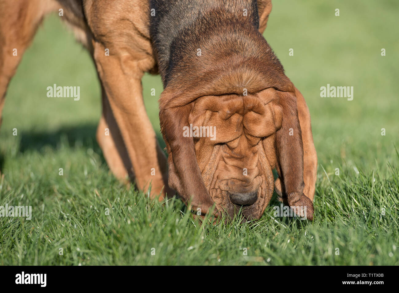 Bloodhound sniffer Spürhund Stockfoto