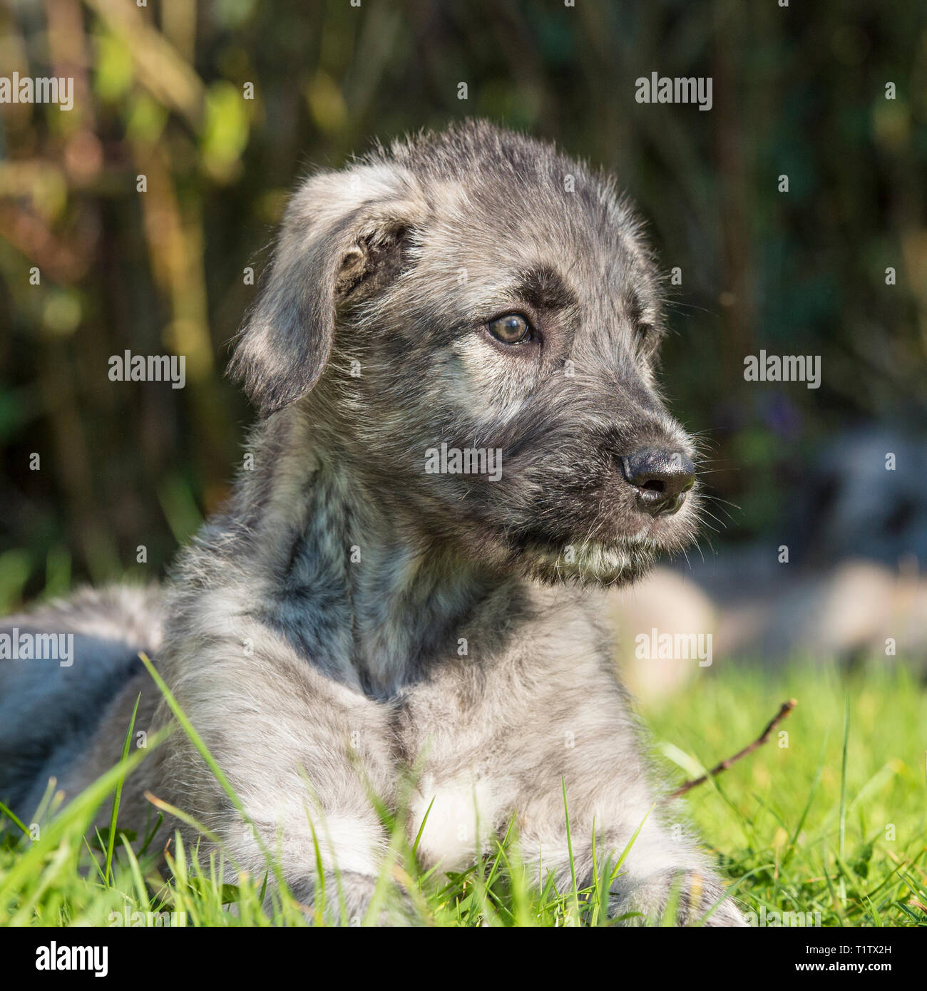 Irish Wolfhound Welpen Stockfoto