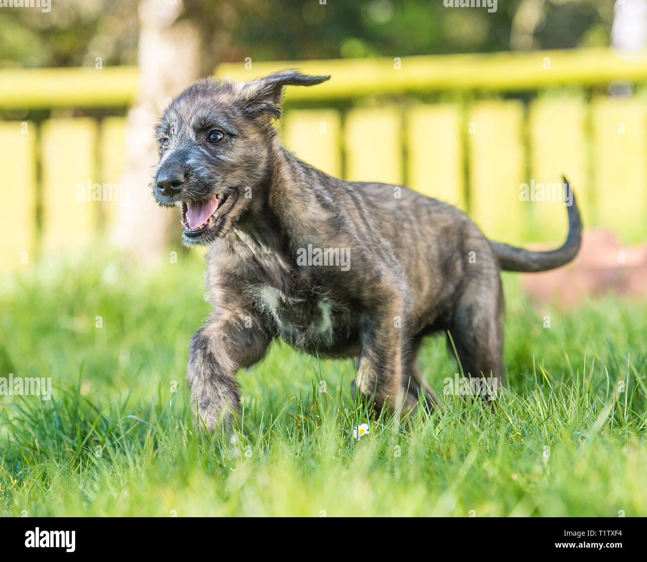 Irish Wolfhound Welpen Stockfoto