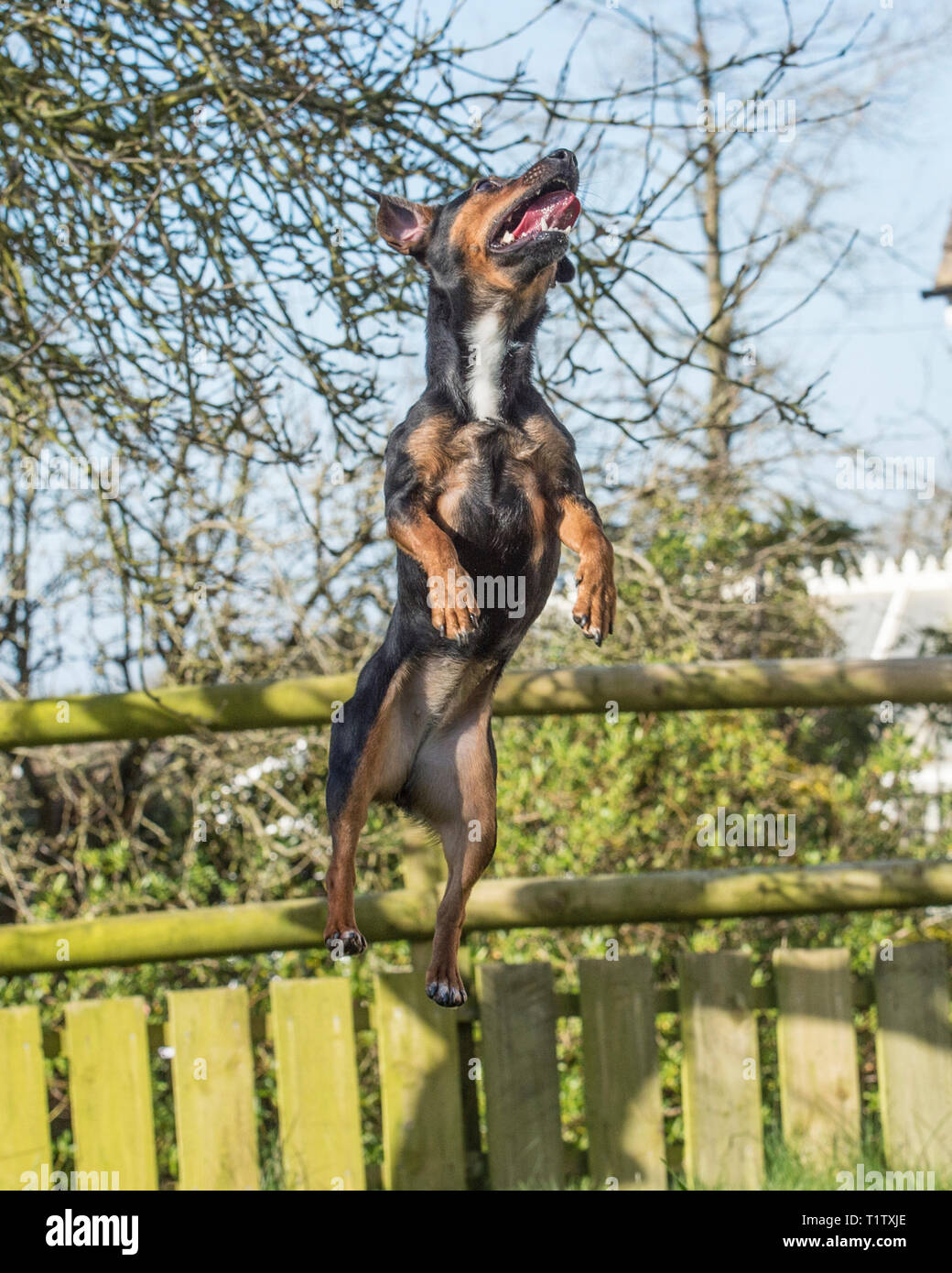 Schwarz und tan Irish Terrier Stockfoto