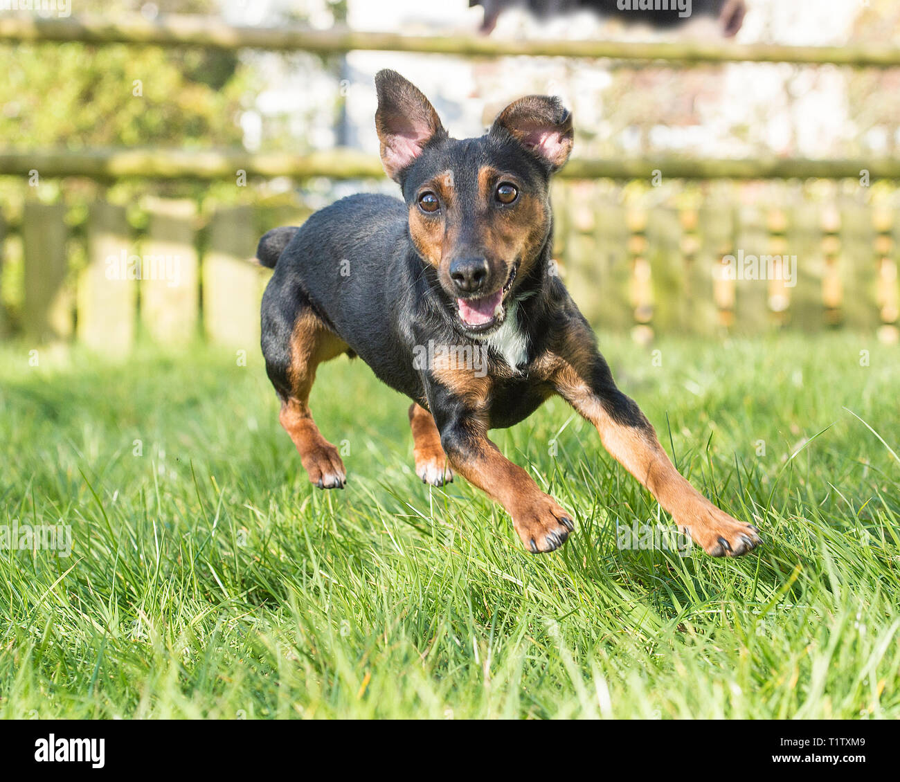Schwarz und tan Irish Terrier Stockfoto