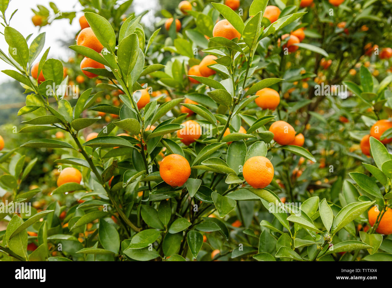 Orange Bäume mit Früchten, Symbol der Tet, vietnamesischen Neujahrsfest. Vietnam. Stockfoto