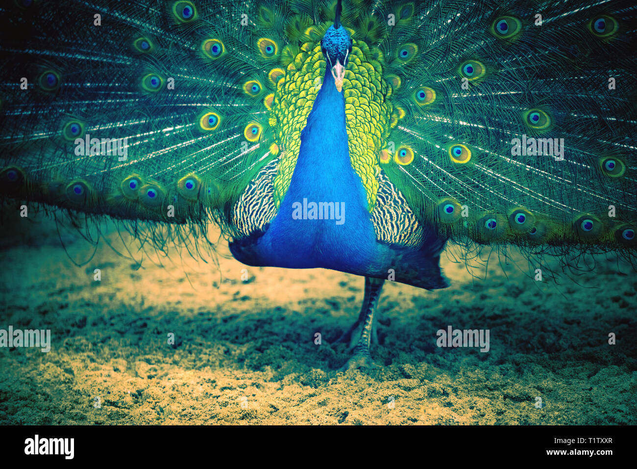 Peacock Stehen auf einem Bein Stockfoto