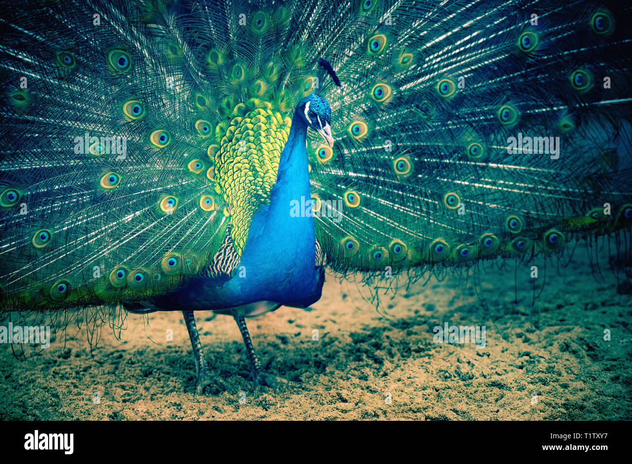 Peacock portrait stehen in voller Pracht Stockfoto