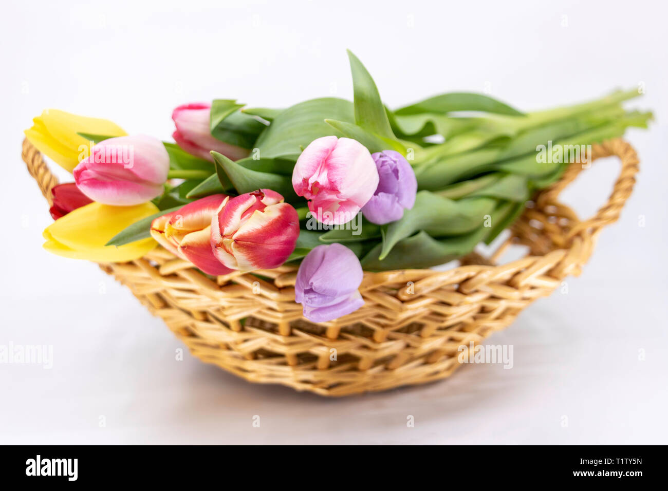 Ostern und Frühling, Blumenstrauß Tulip Stockfoto