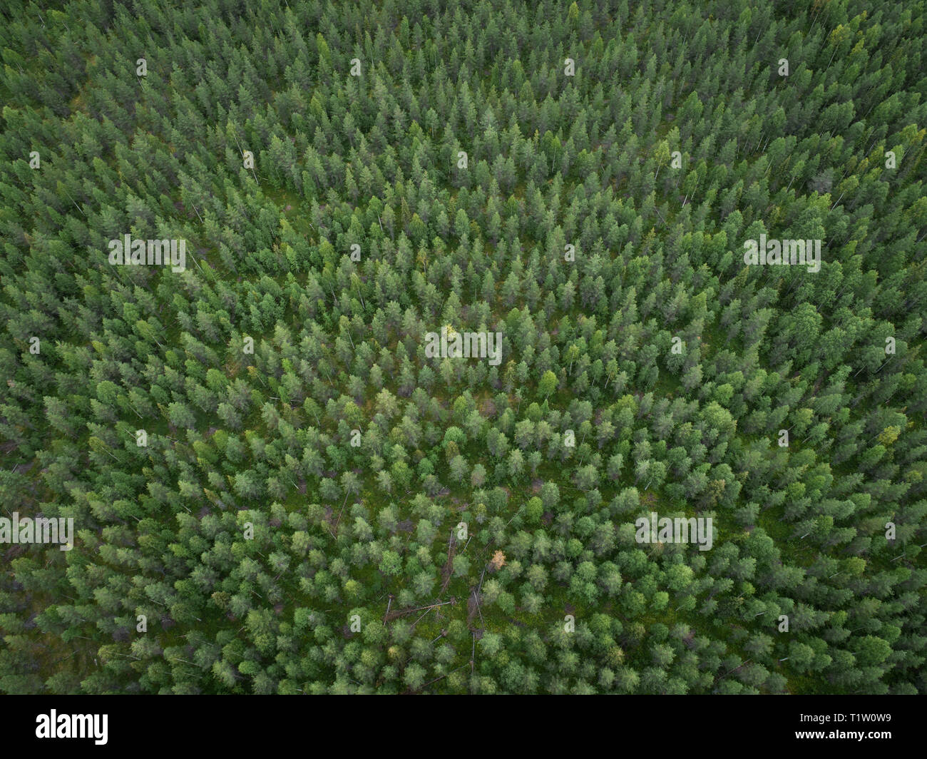 Luftaufnahme von grünem Boreal aka Taigawald im Sommer Stockfoto
